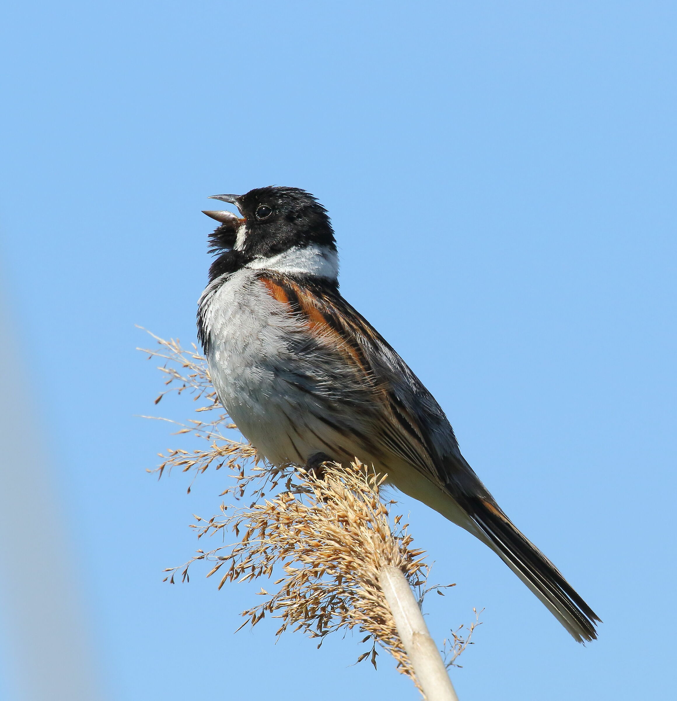 Migliarino di palude