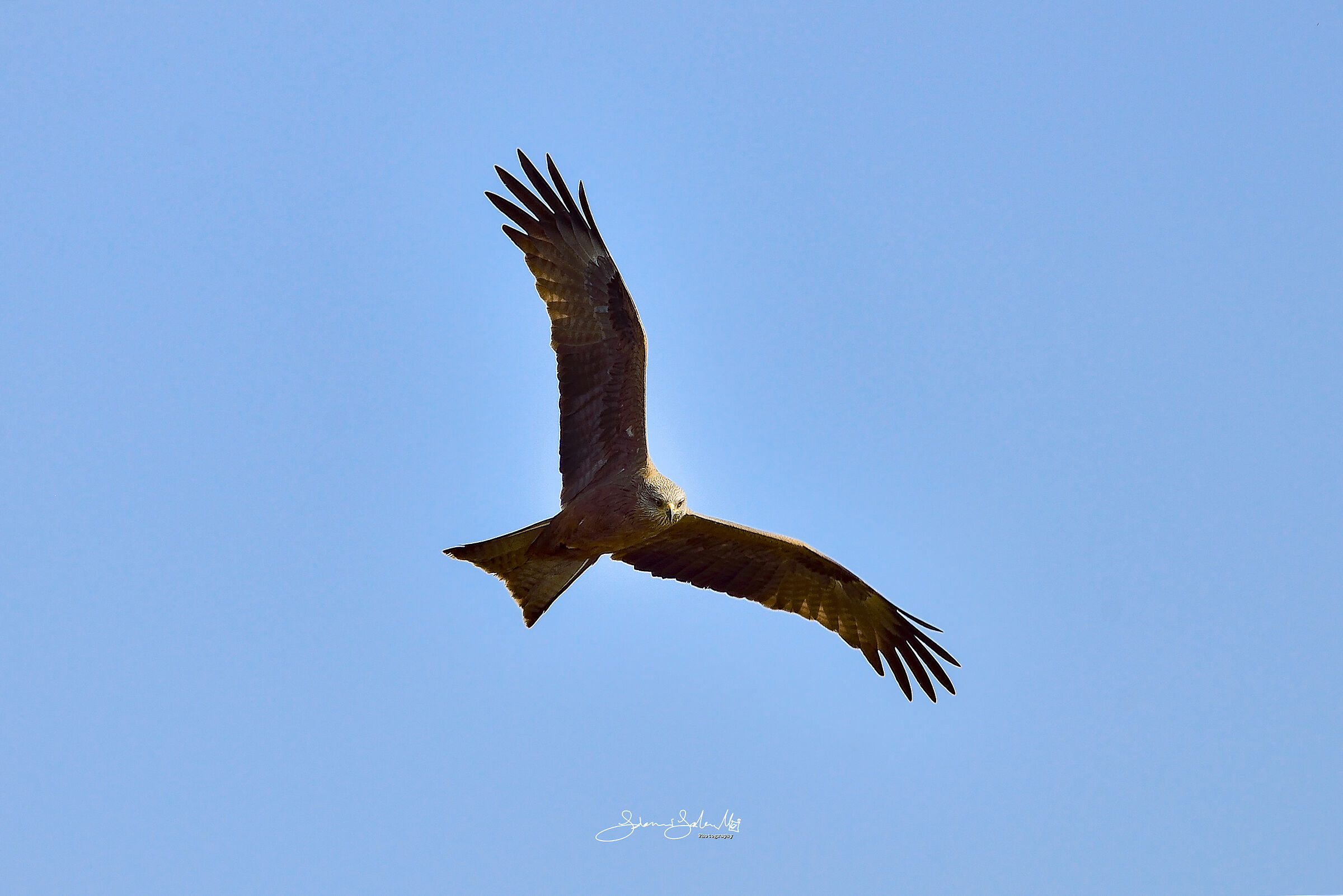 Hunting (Milvus migrans, Boddaert, 1783)