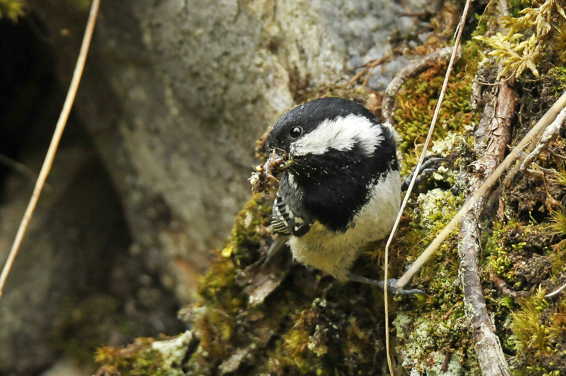 Blackberry (Coal tit)