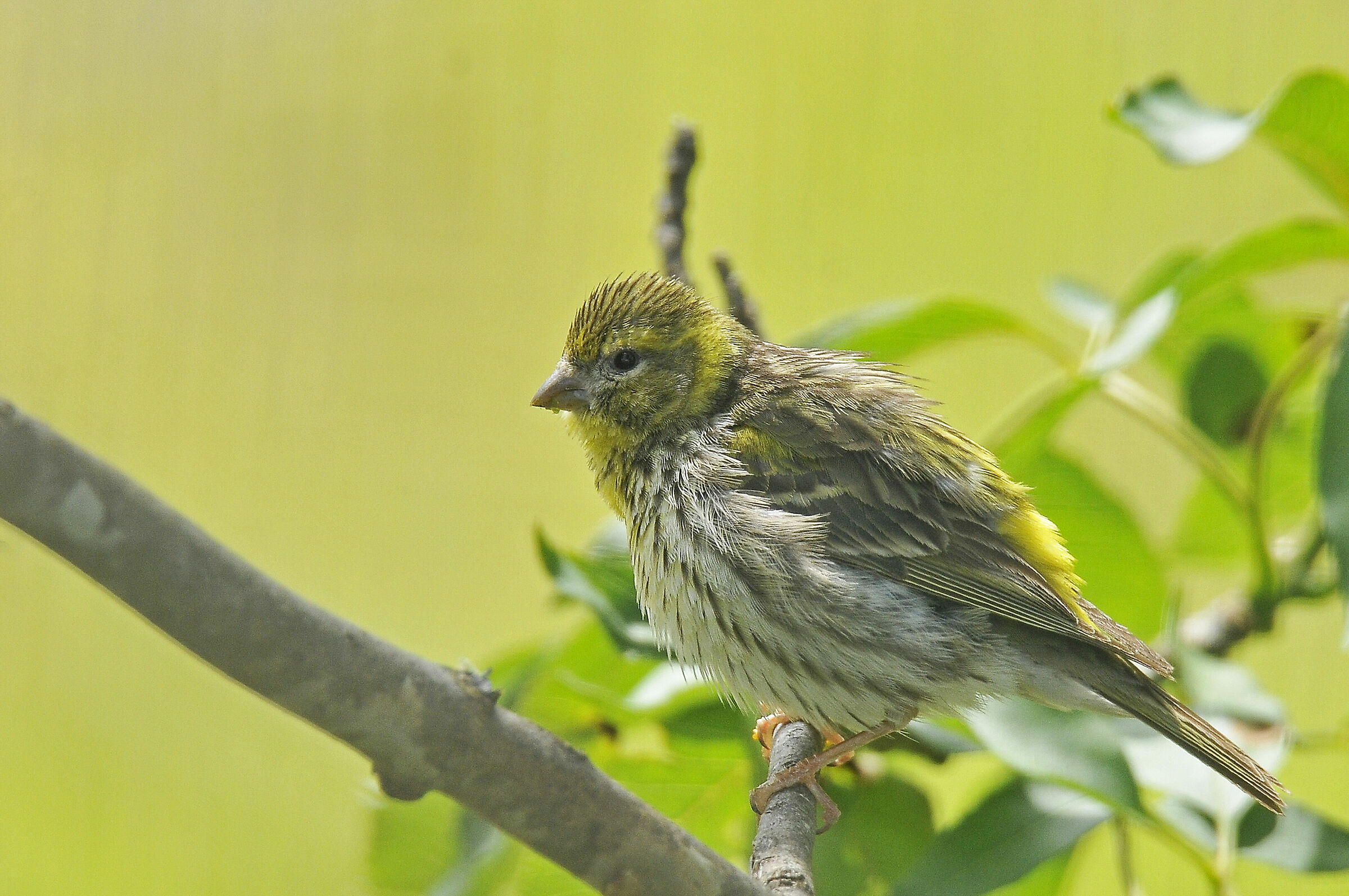Verzellino (Serin)