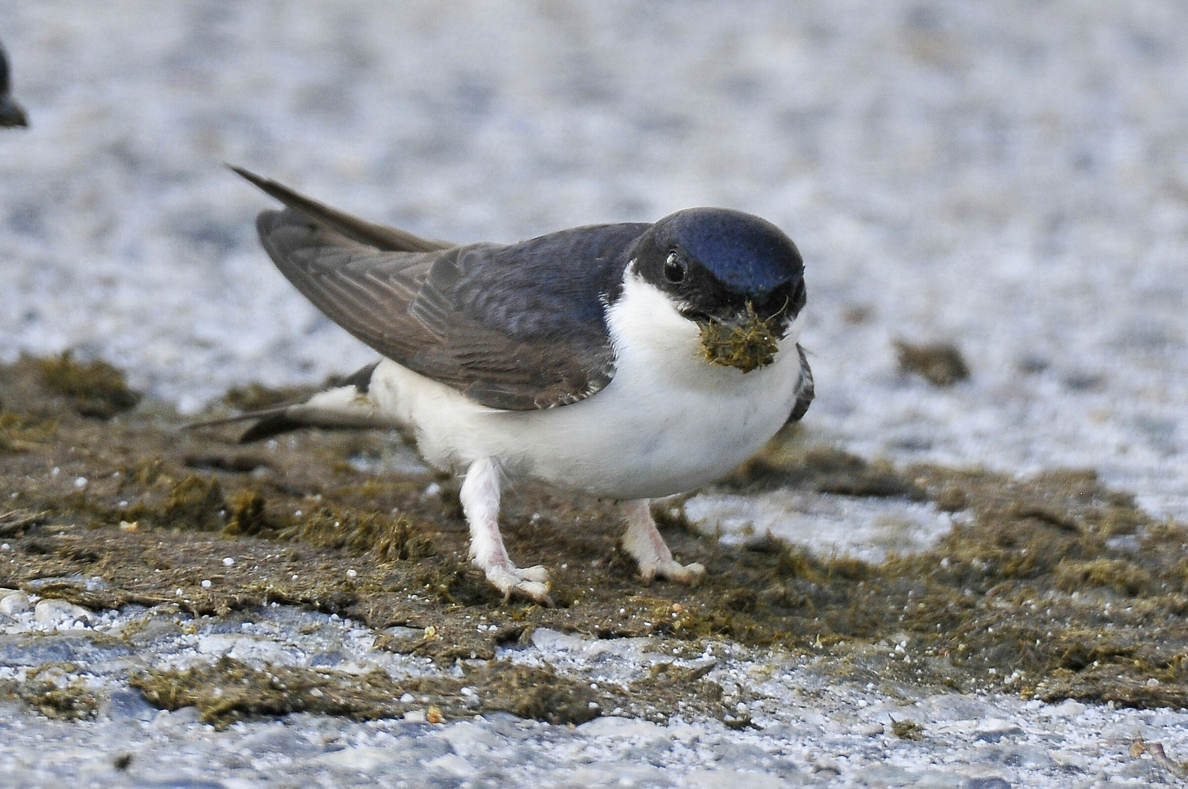 Balestruccio (House martin)