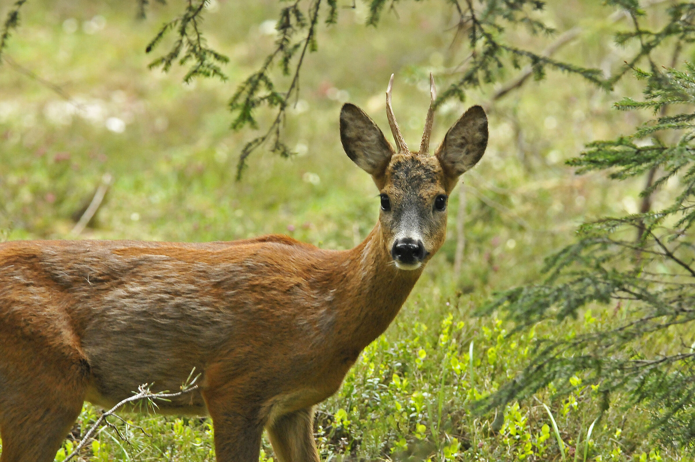 Roe deer