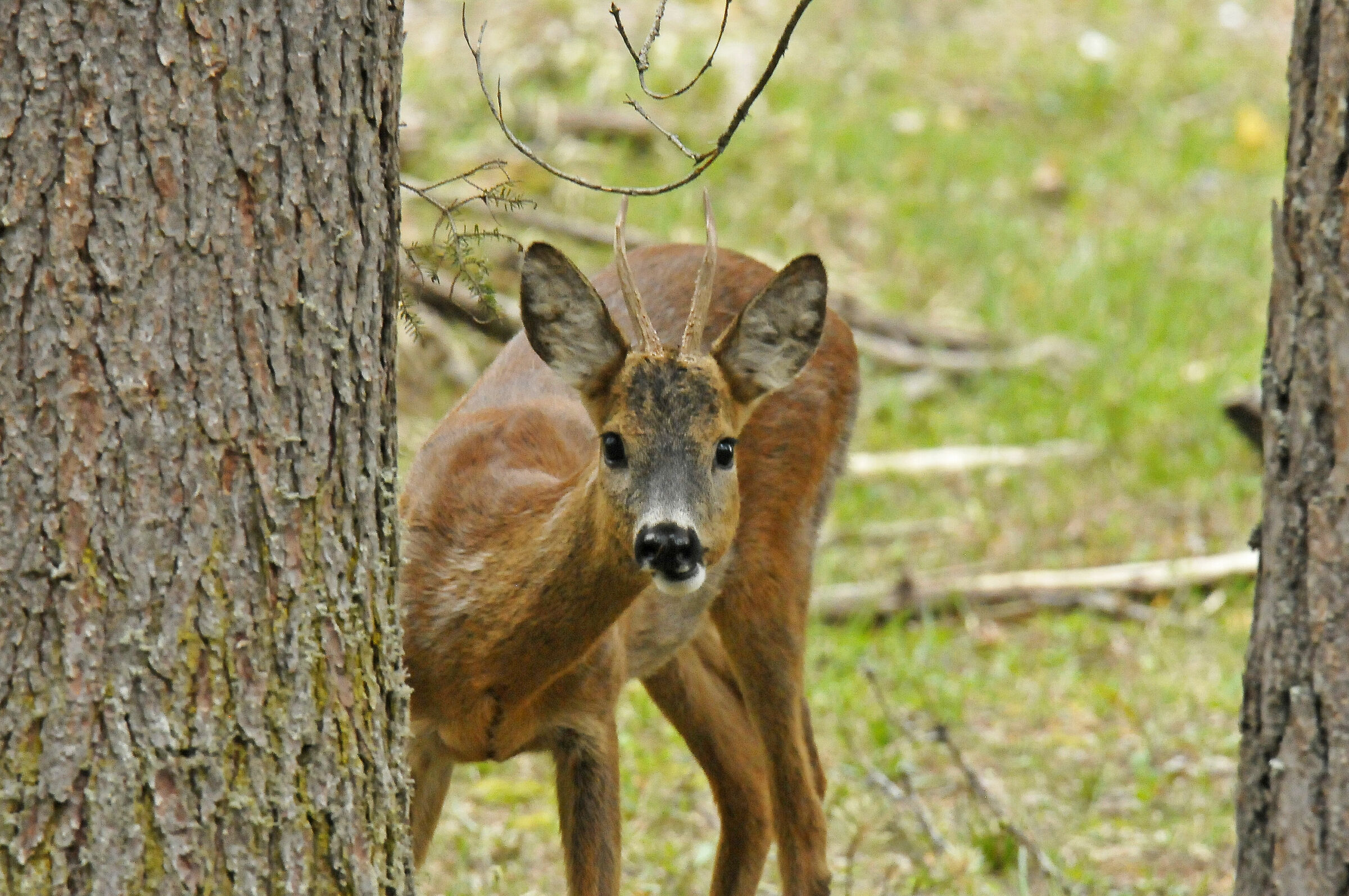 Roe deer