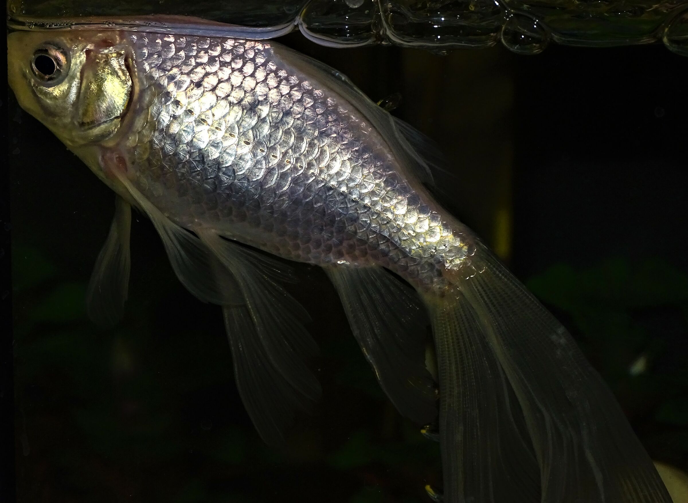 freshwater fish from my aquarium