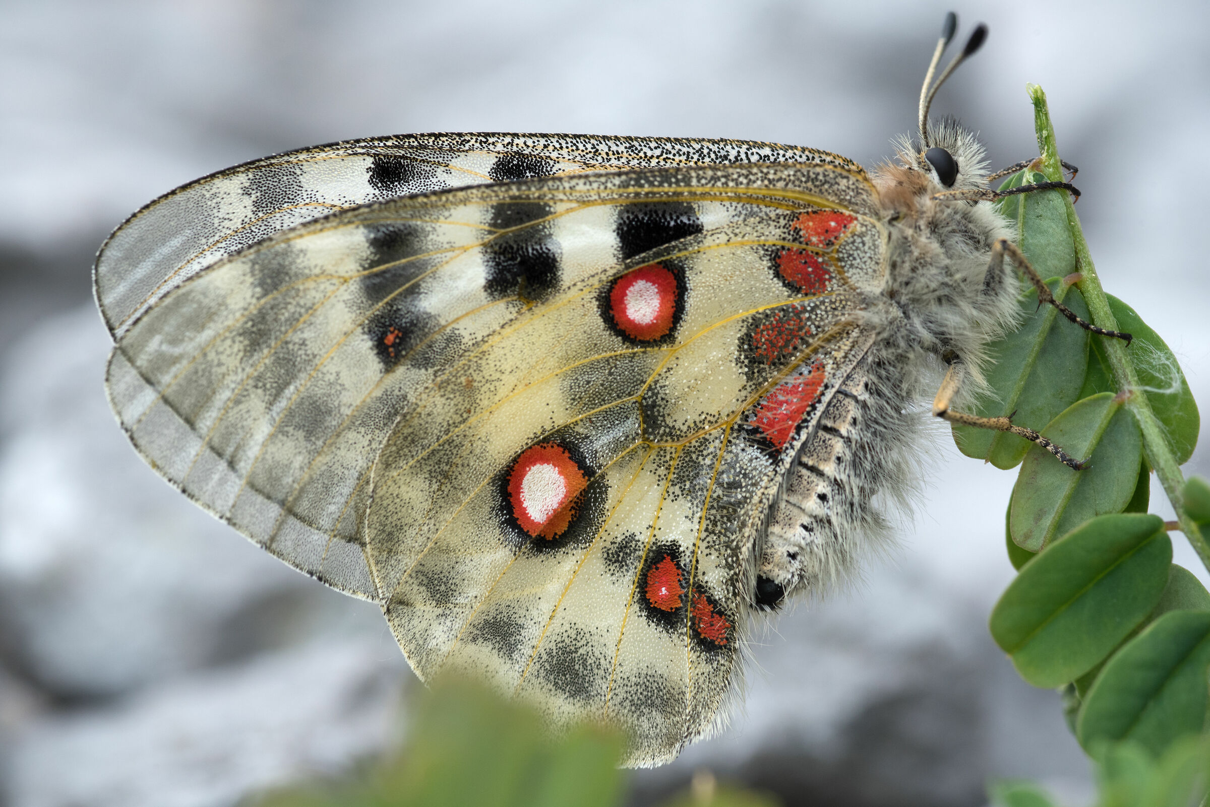 parnassius apollo