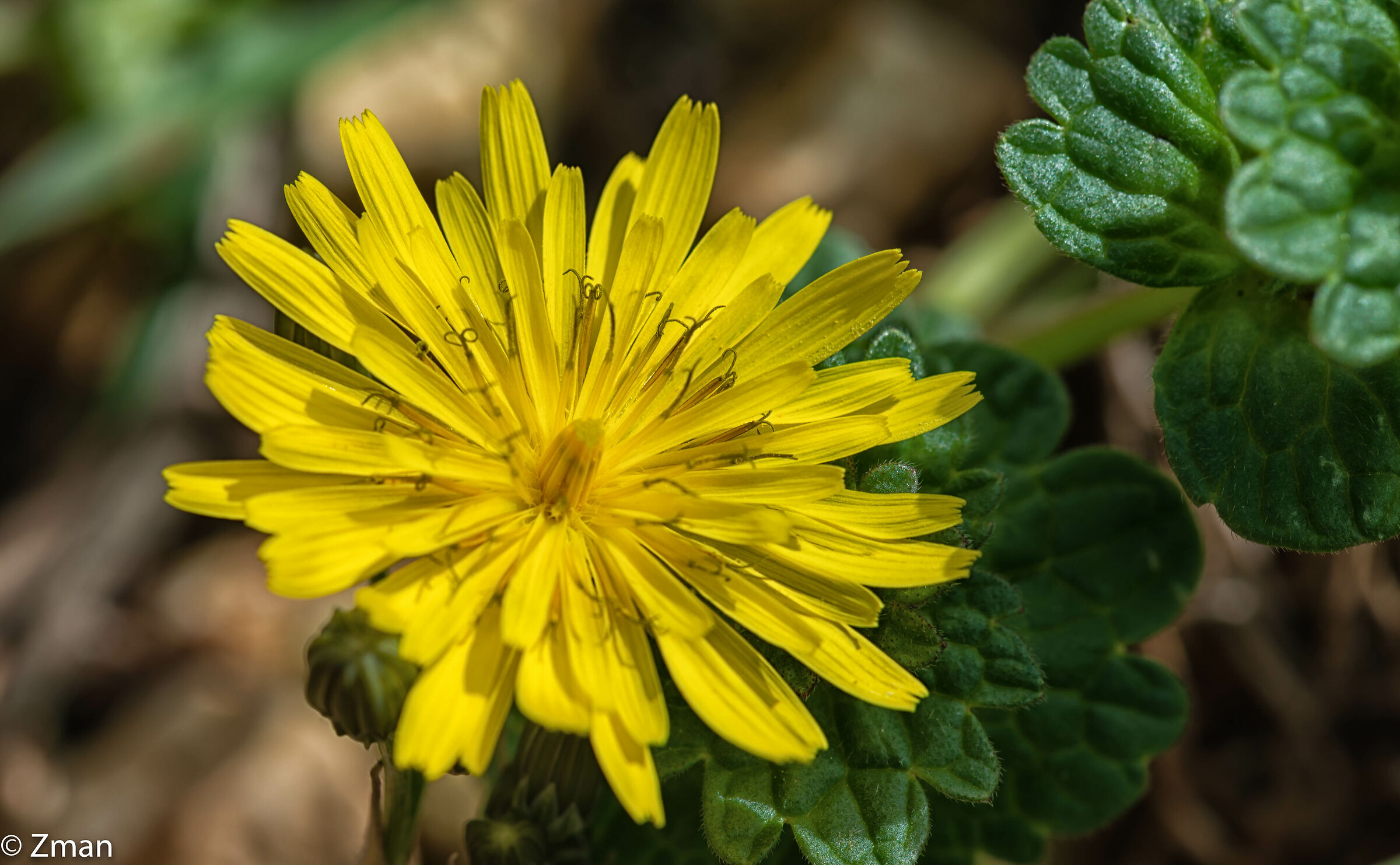 Fiore di ossicazione bristly