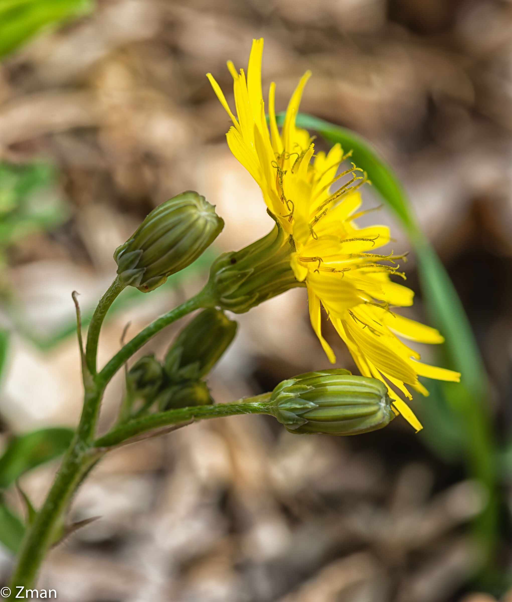Fiore di ossicazione bristly