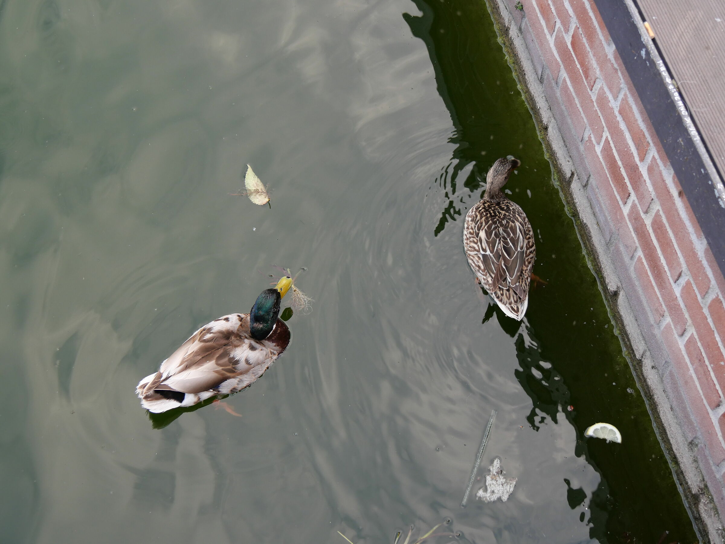 Ti porto un regalino