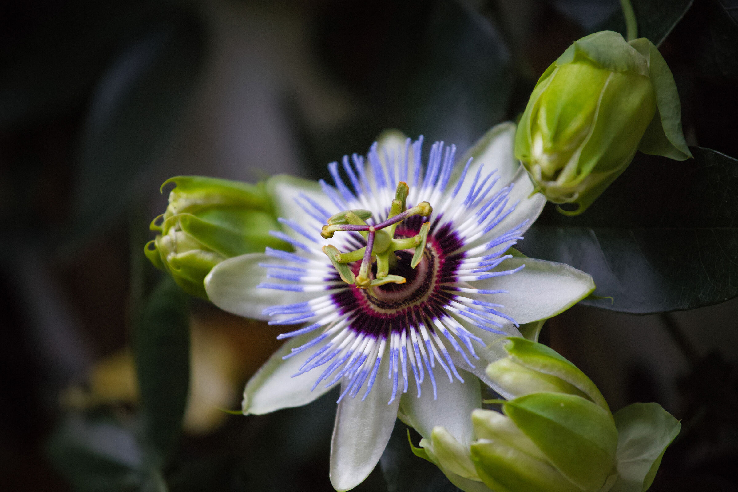 Passiflora