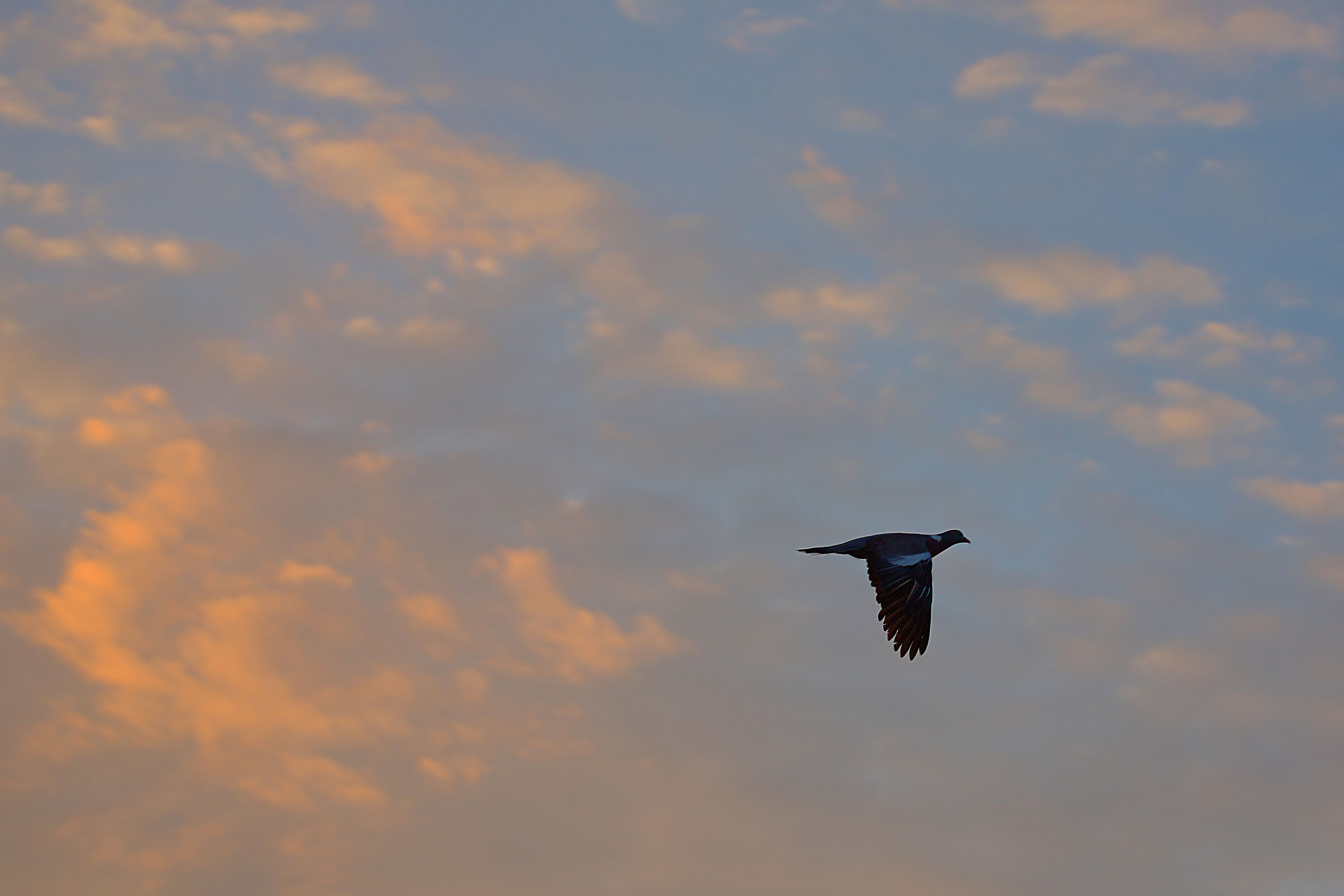 Simply a dove... targeting tests