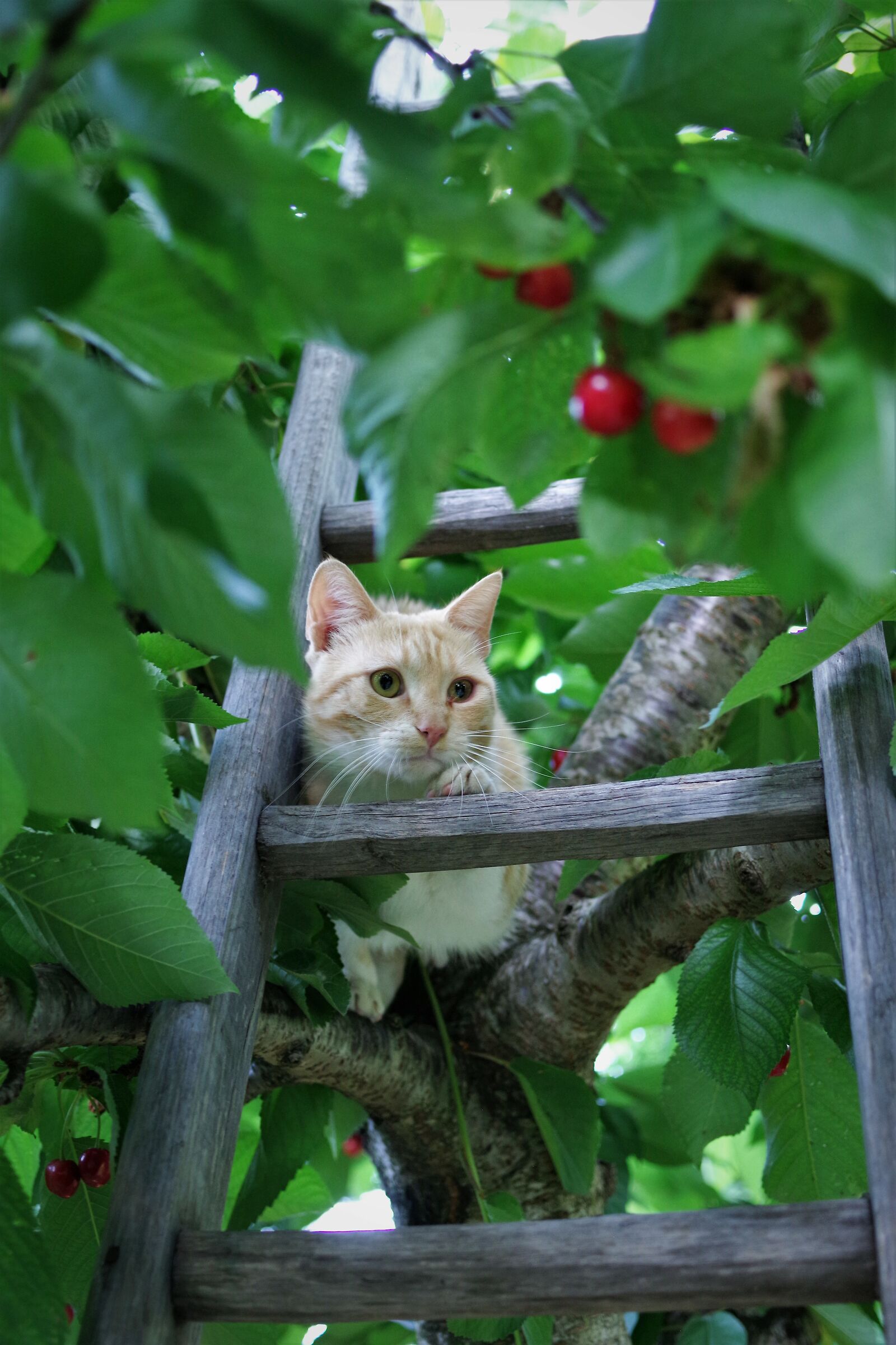 cat on cherry tree