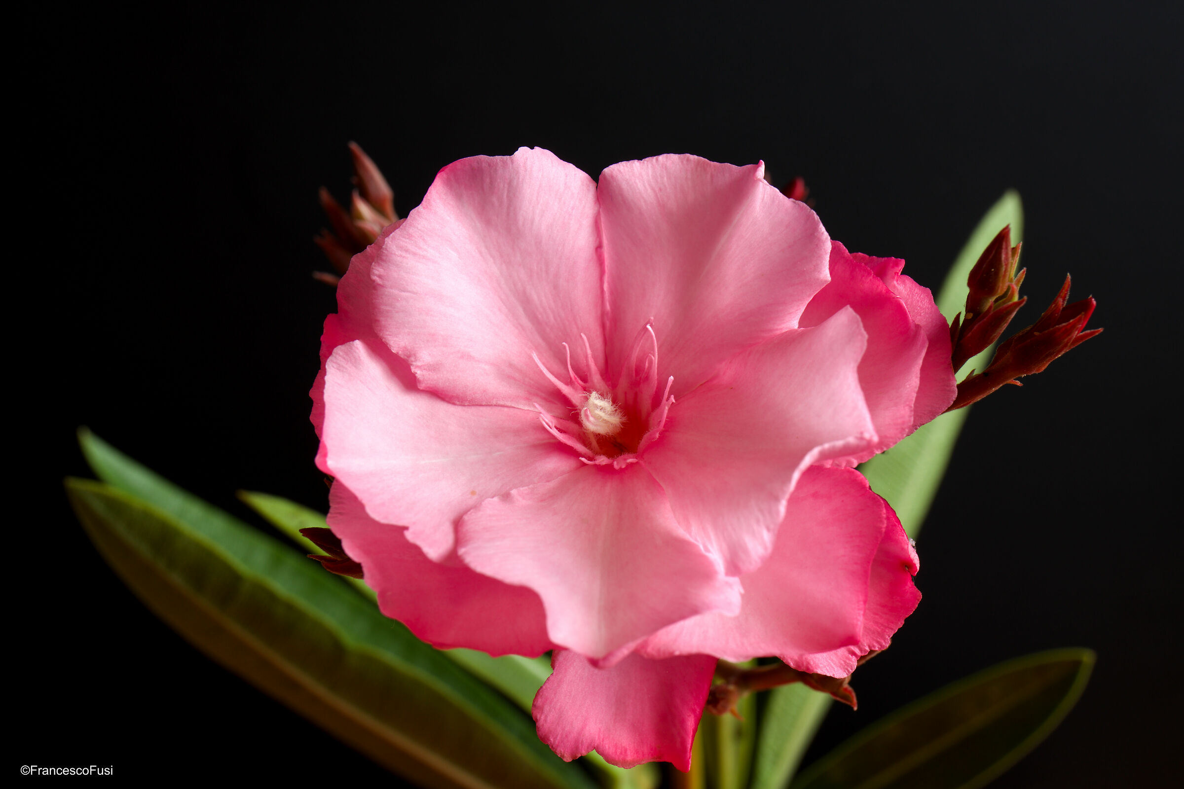 Oleander