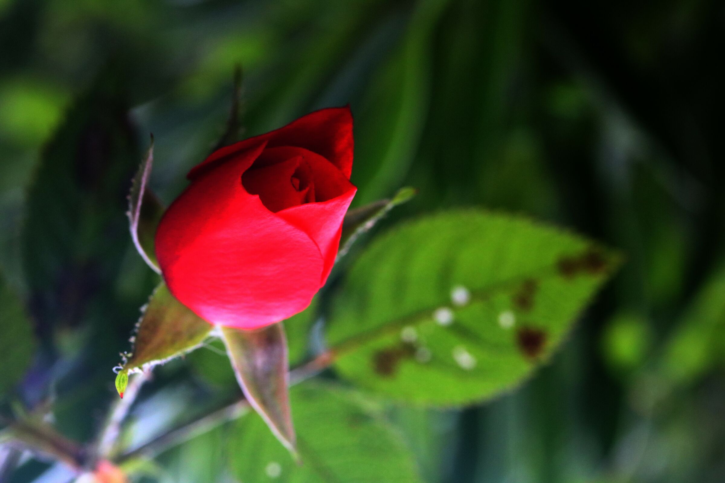 Nel giardino di casa
