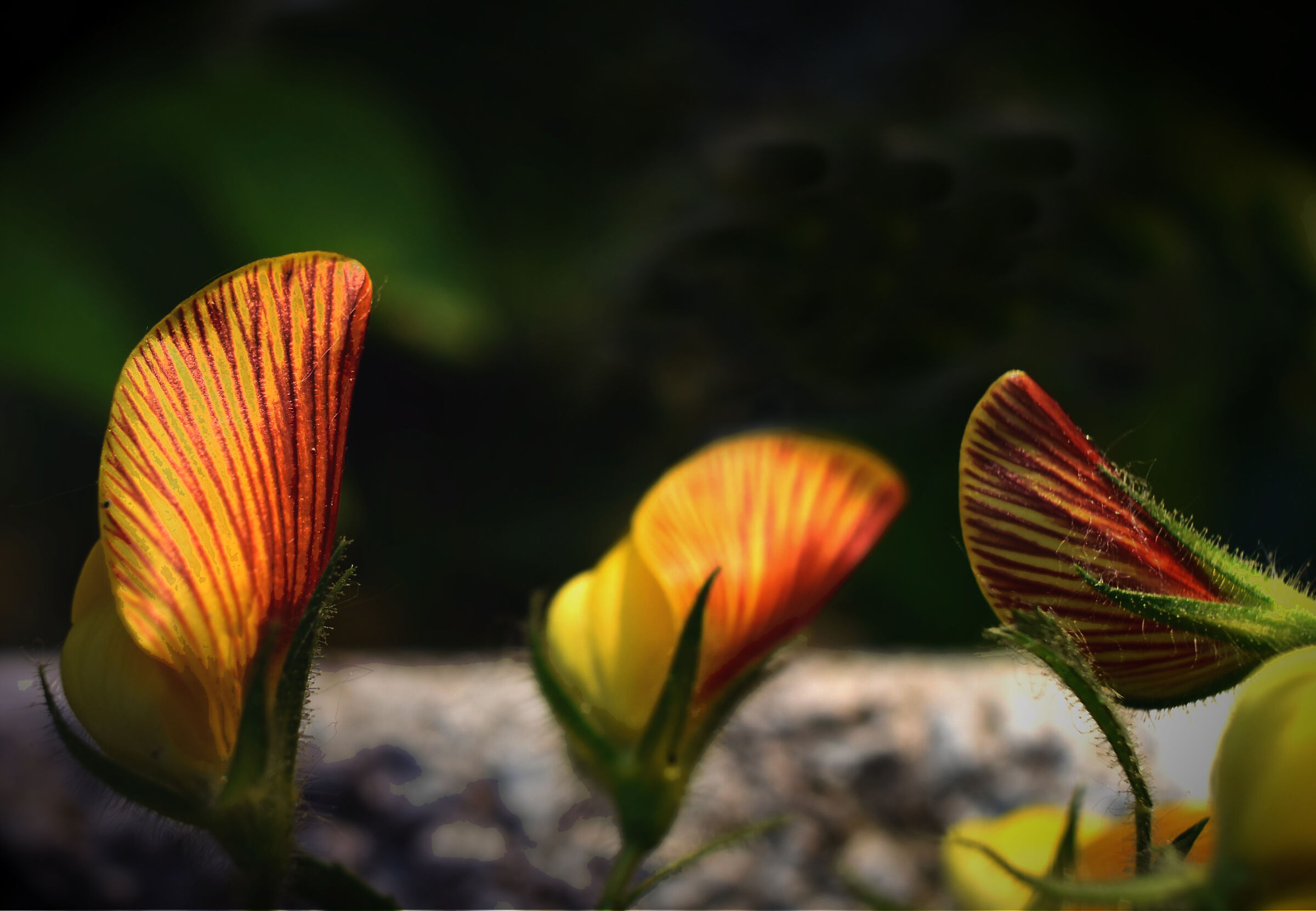 Ali... di orchidea selvatica