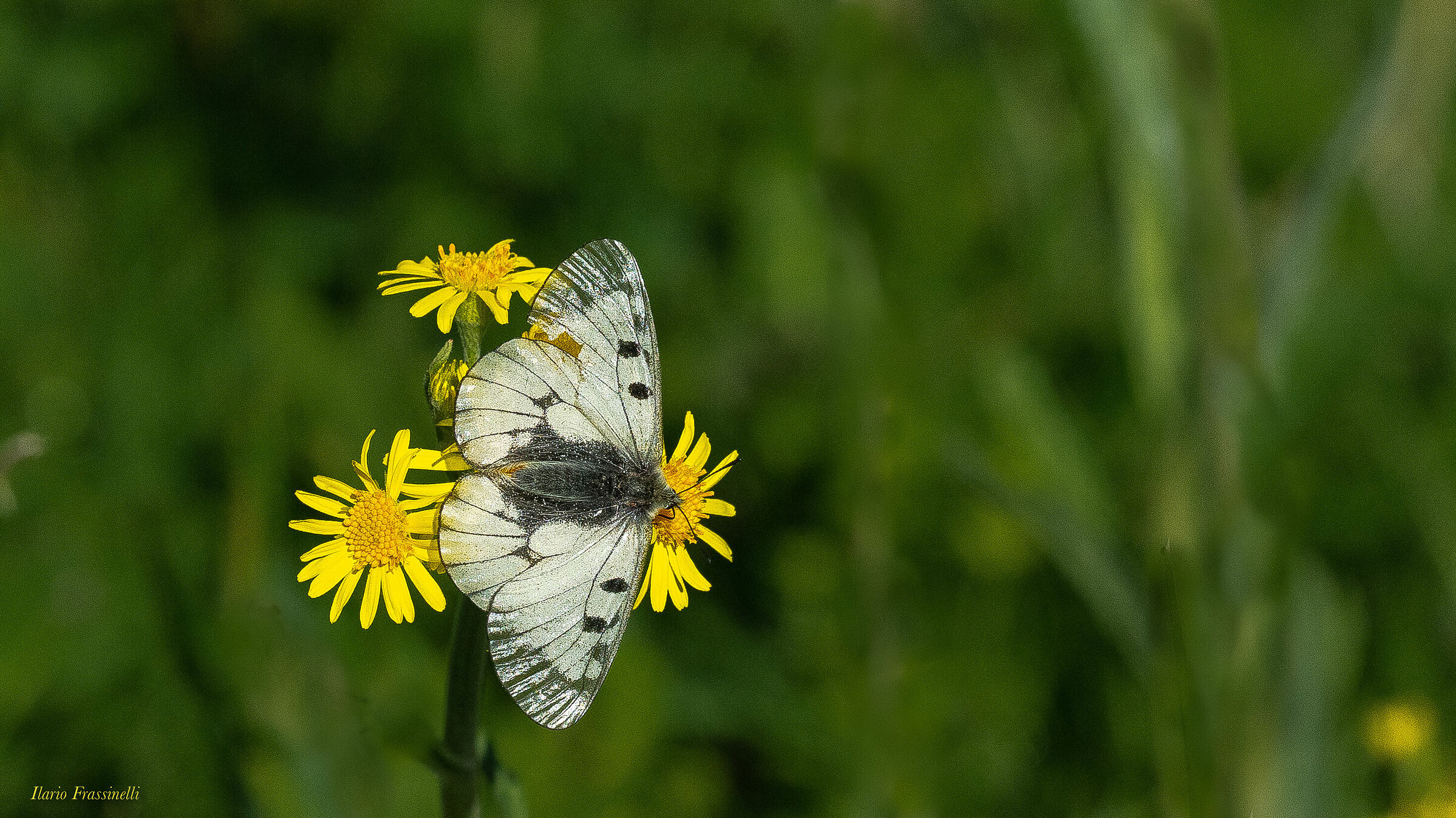 Mnemosyne parniassus