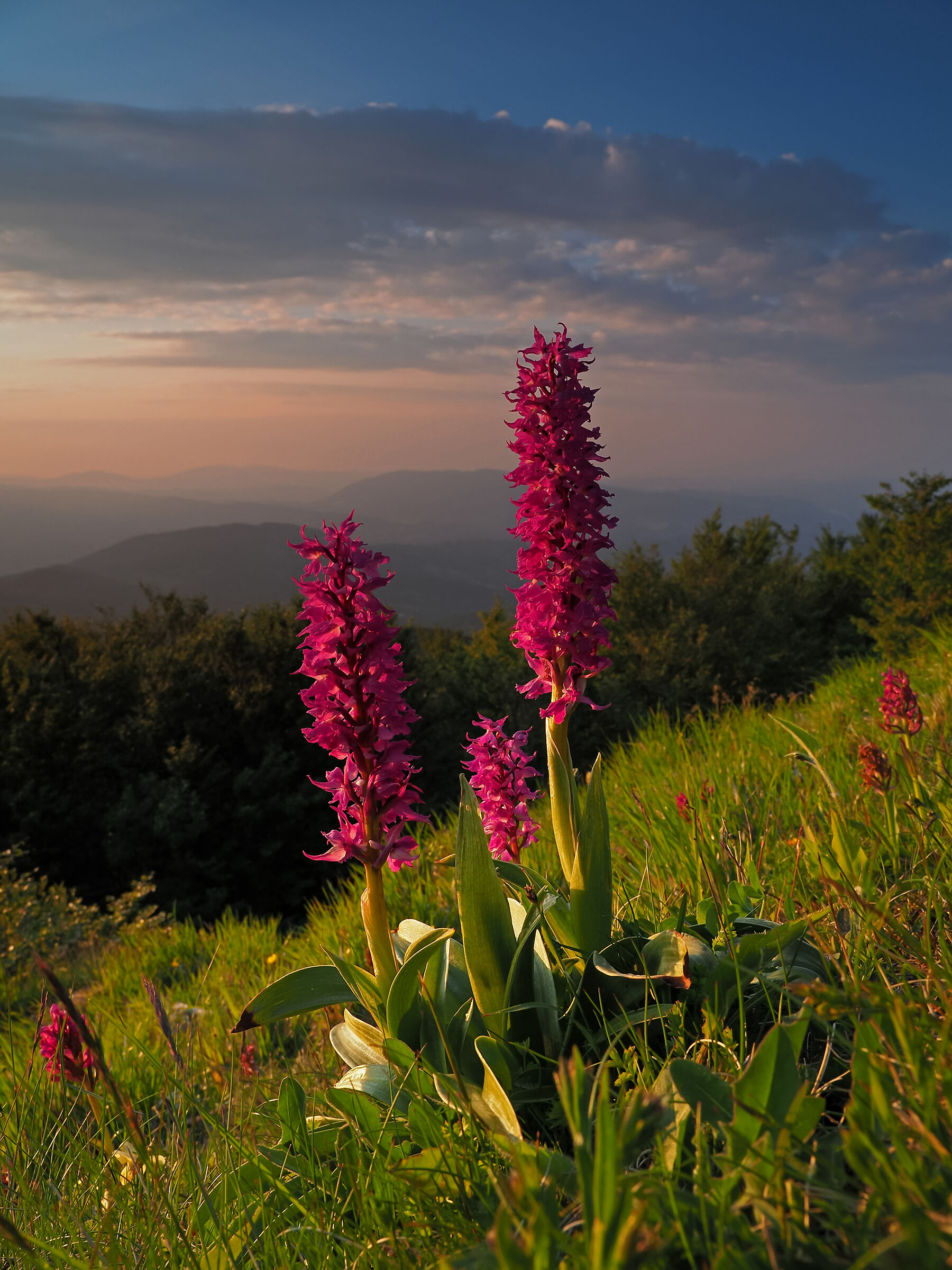 Una bella famigliola