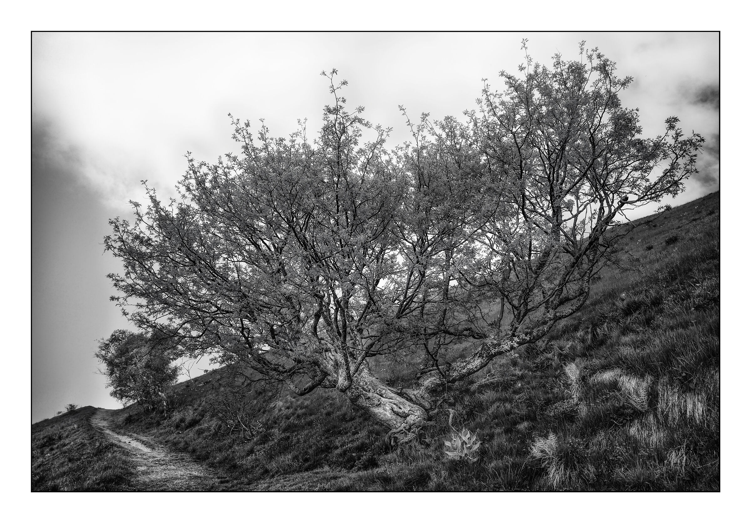 L'albero di San Primo