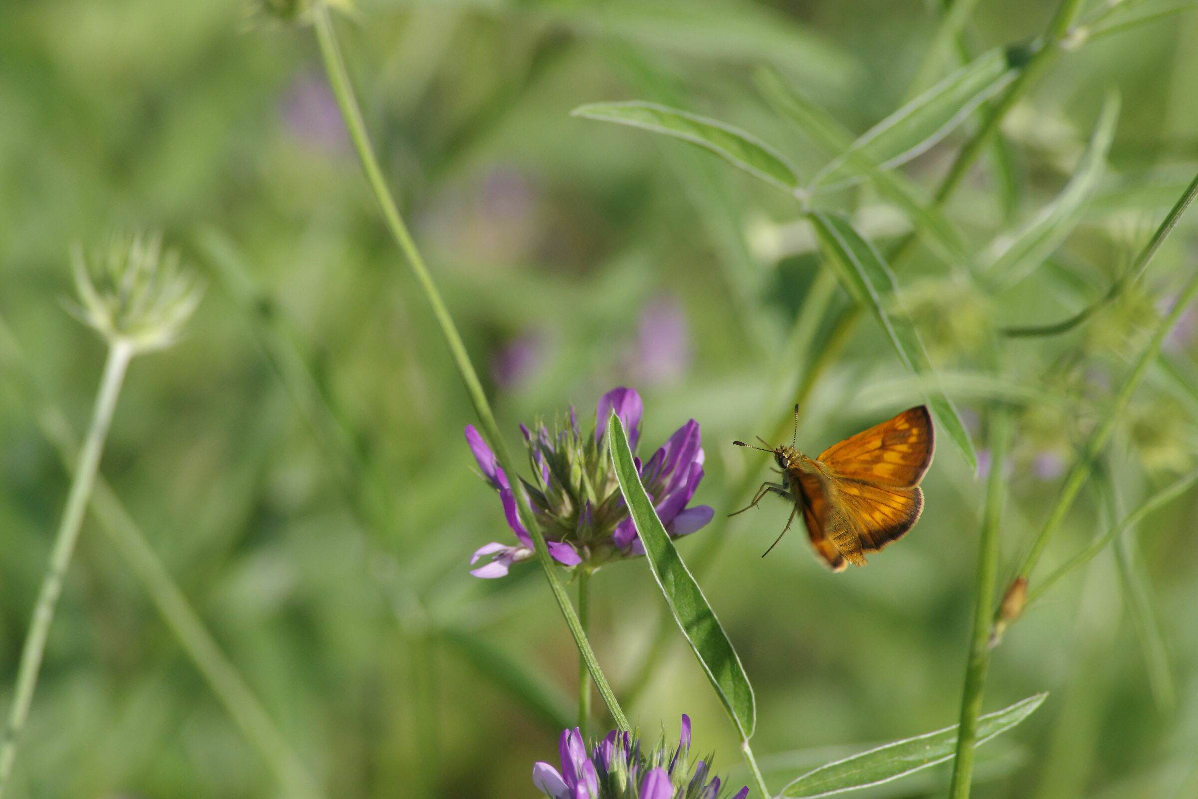Farfallina arancione