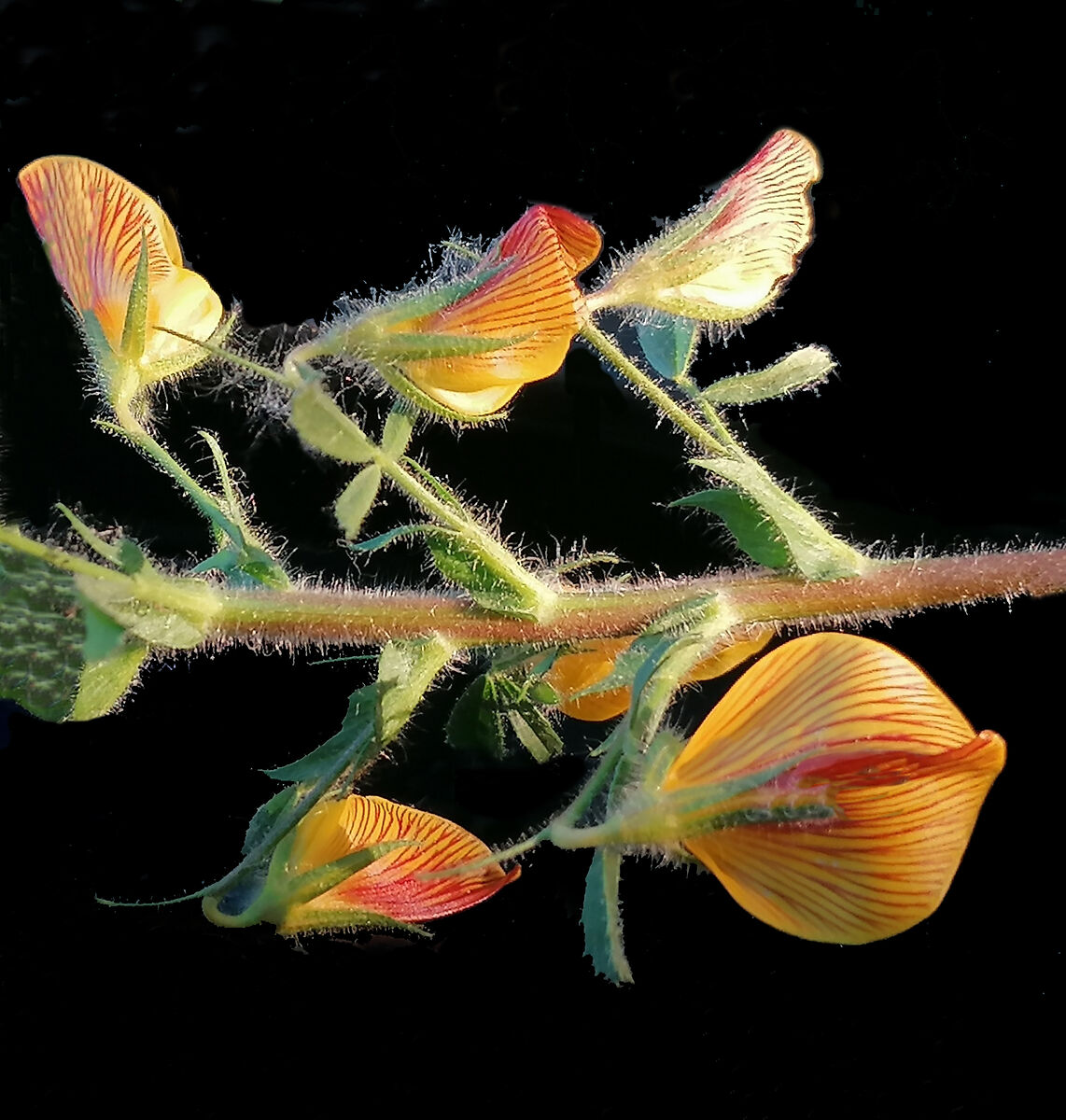 swarm of wild butterflies