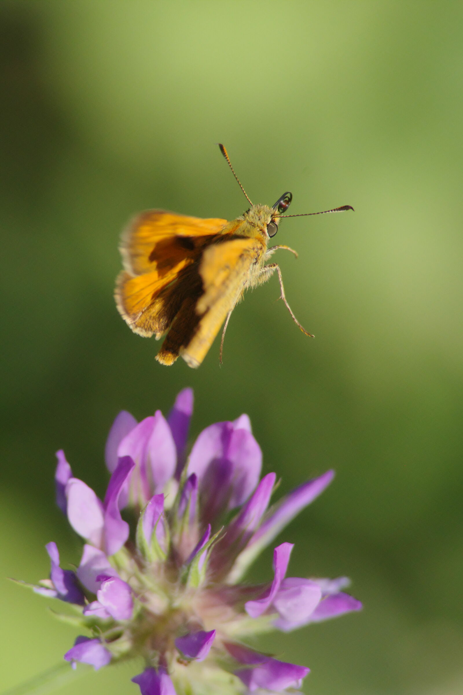 Farfallina arancione