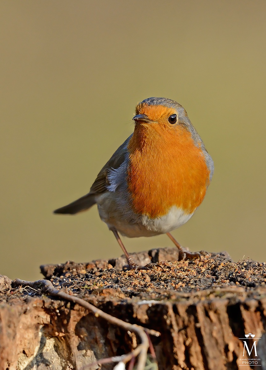 Robin after a good feast!!
