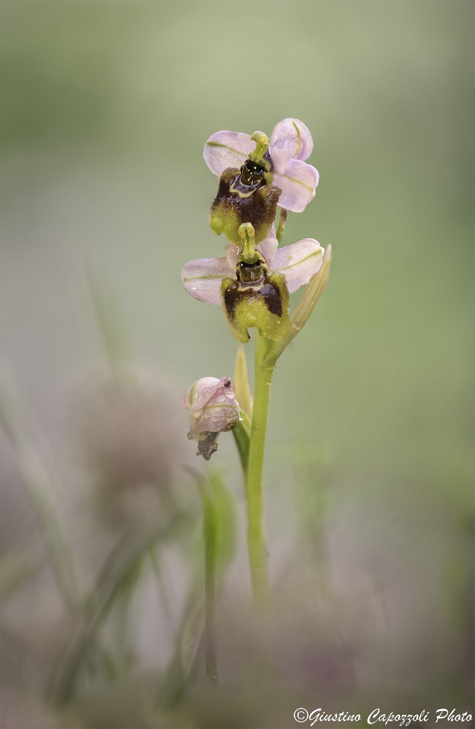 Ophrys tenthredinifera