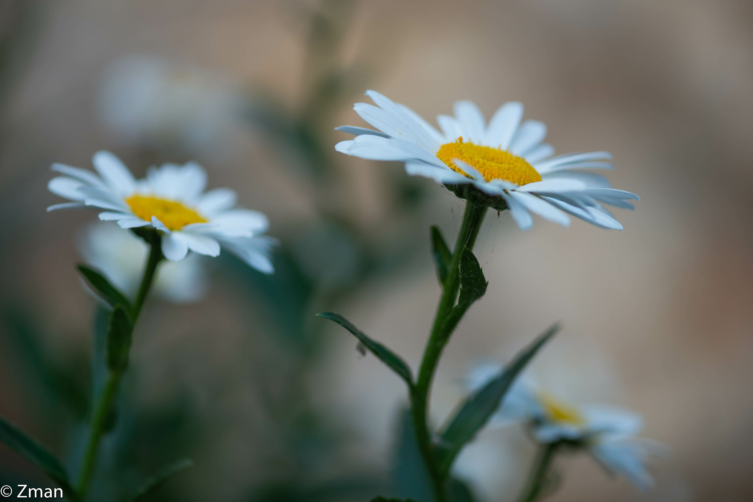 Oxeye Daisy Fiori