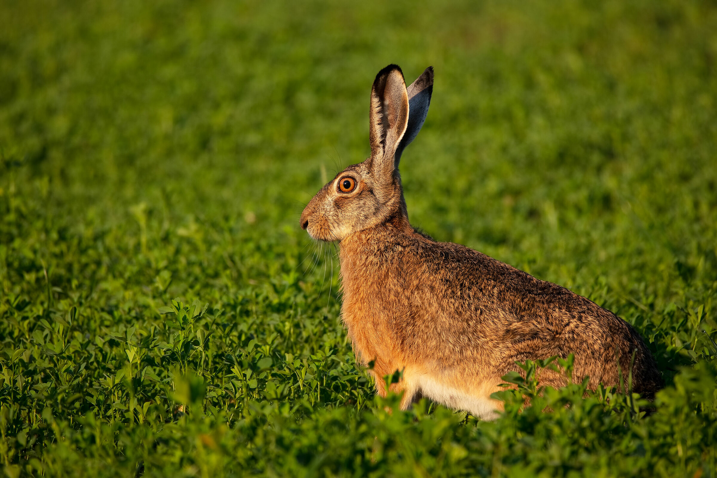Hare