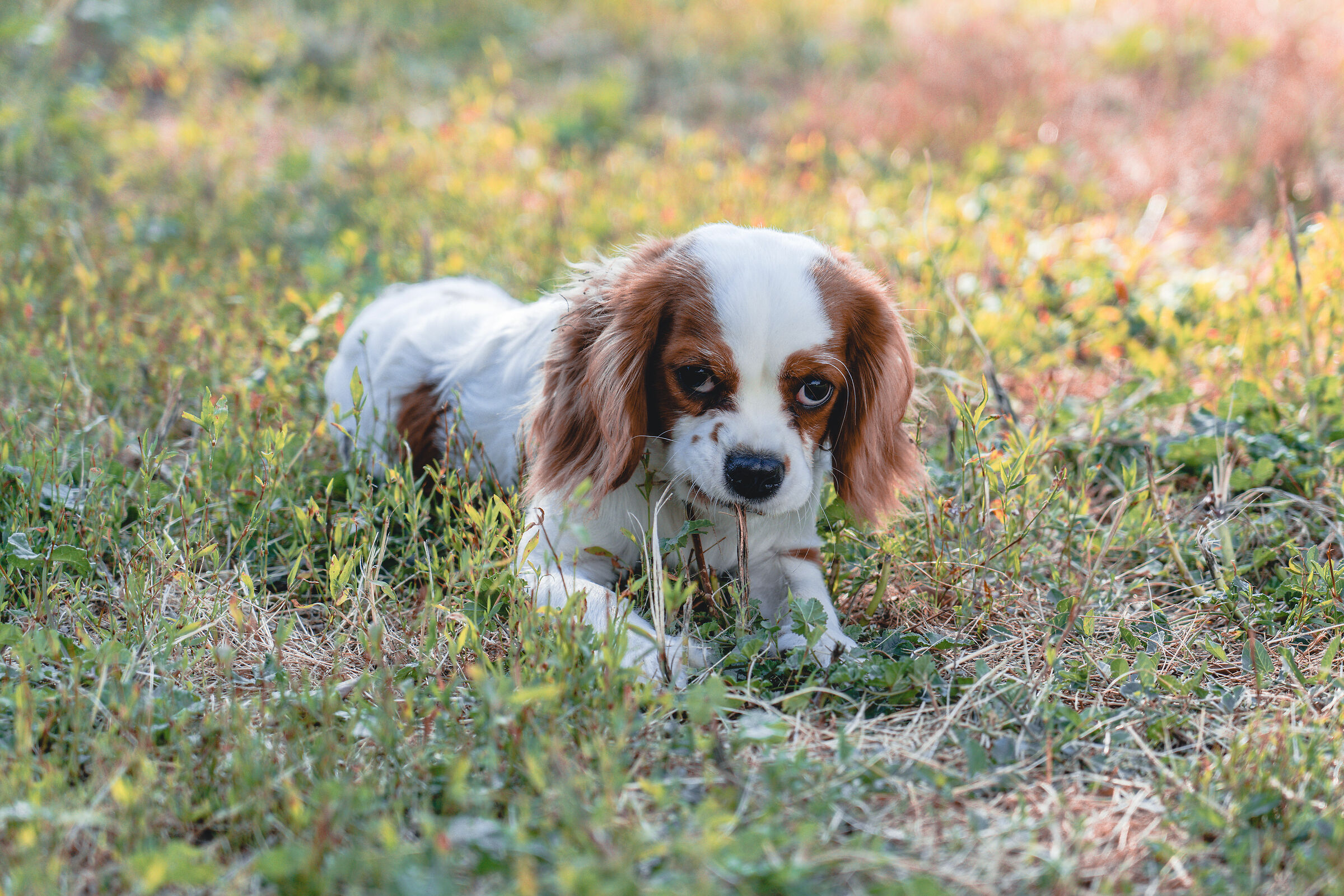 Chewing State Of Mind