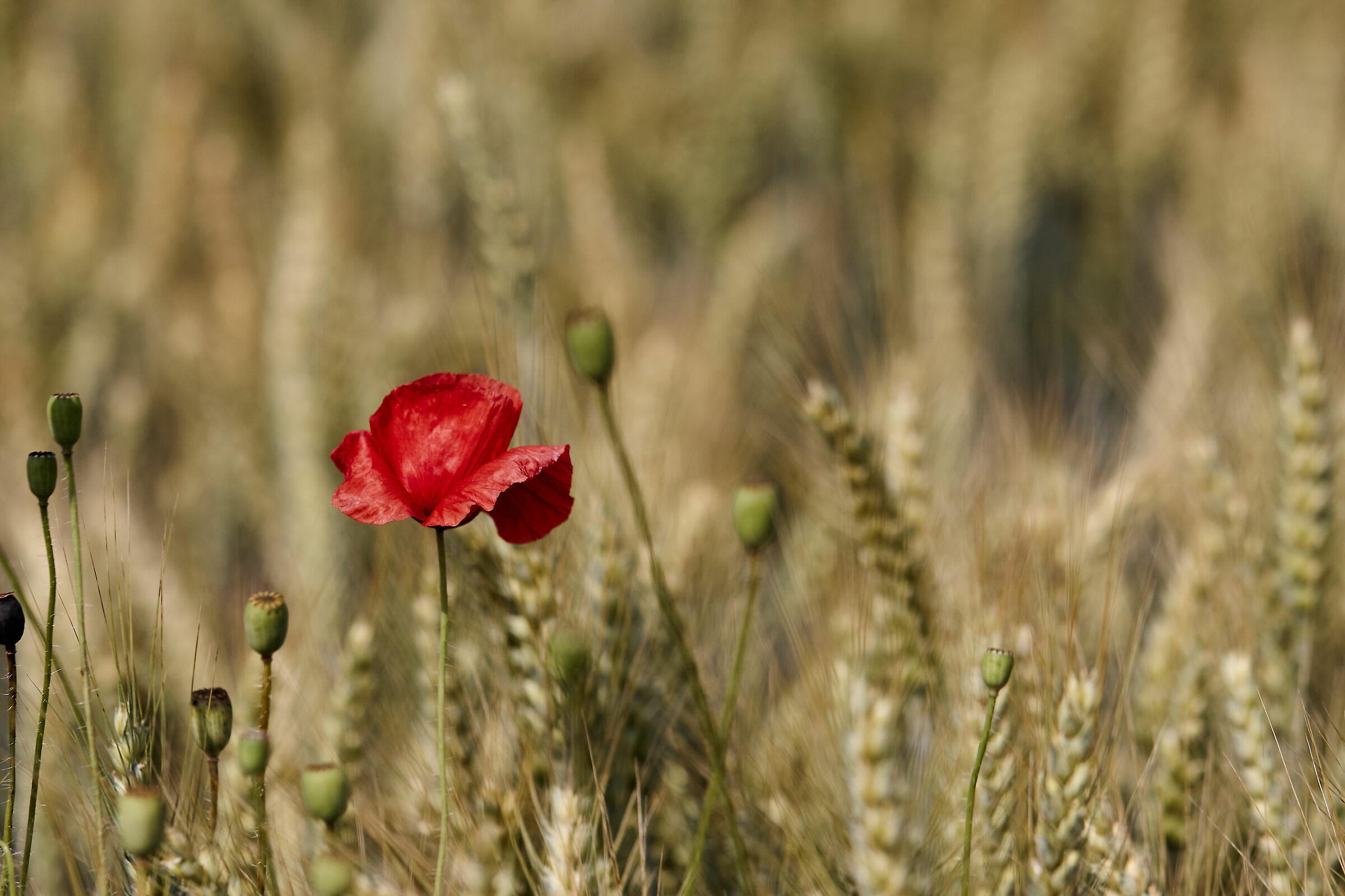 passeggiate in campagna