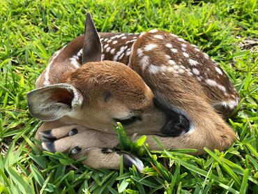 Odocoileus virginianus