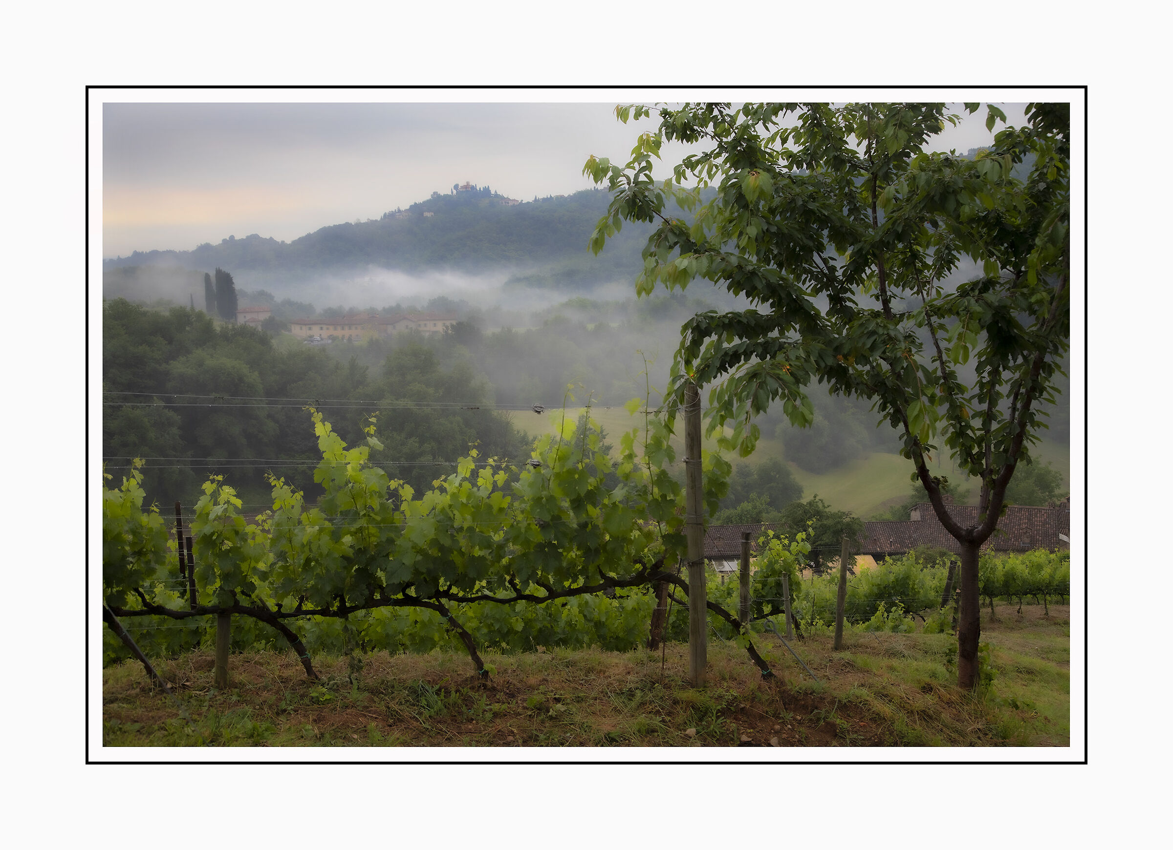 Valle del Curone