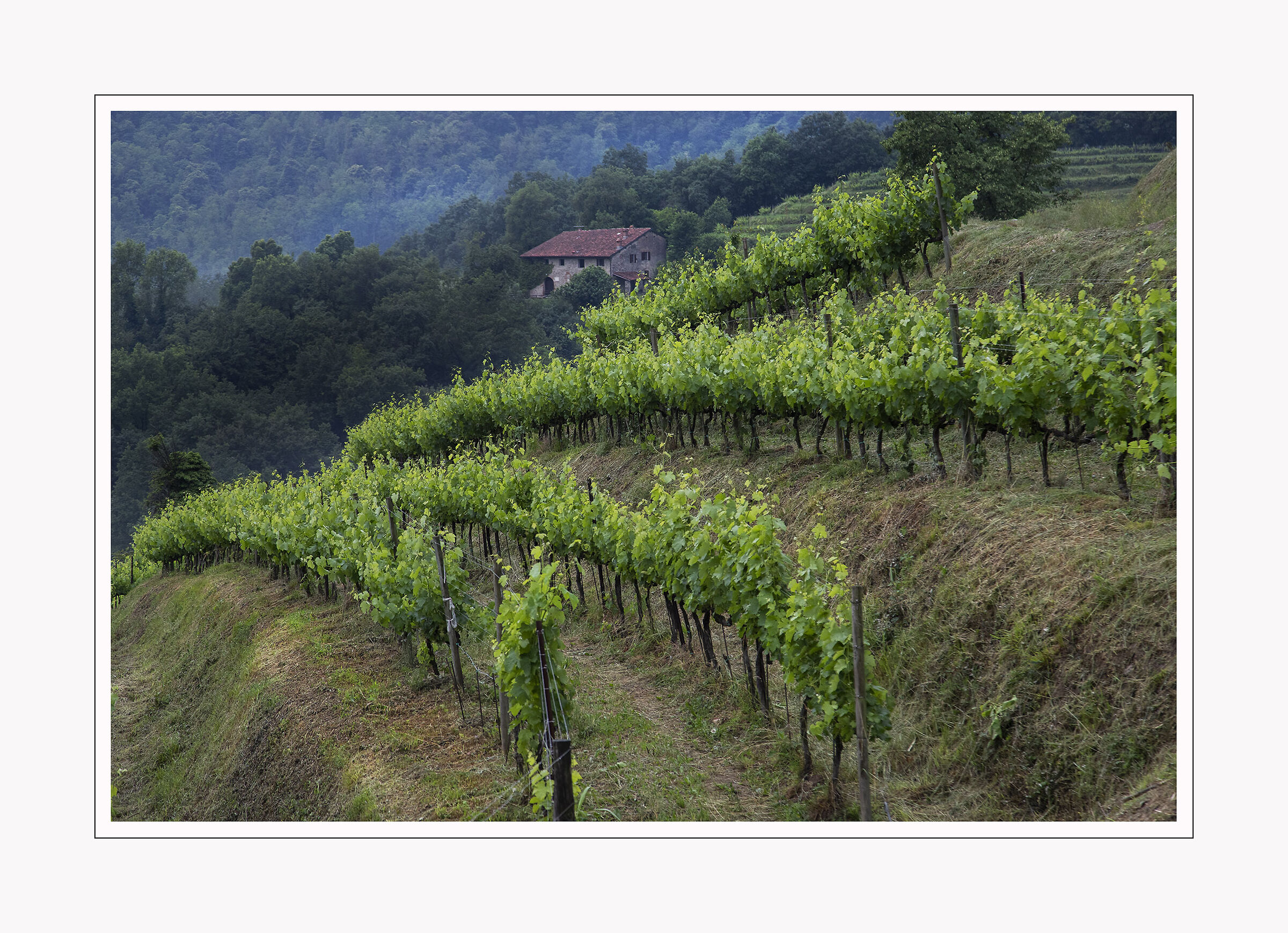 Valle del Curone