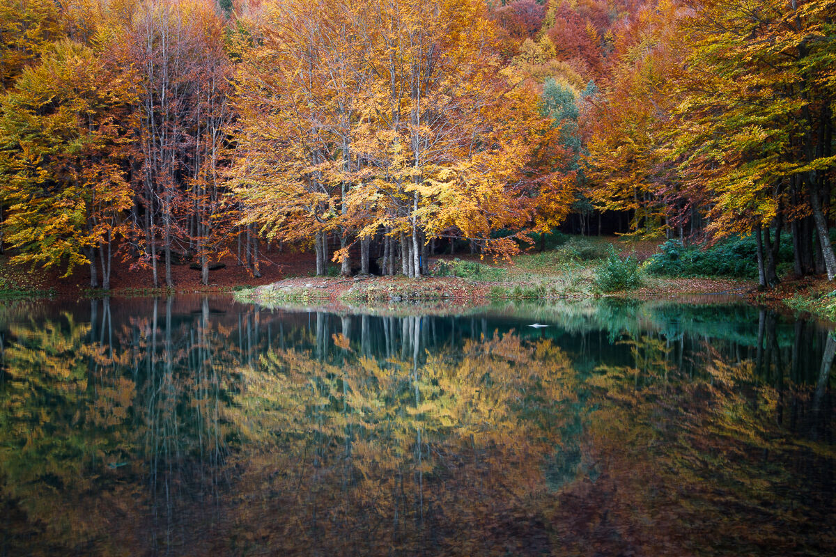 The woods and the intruder ...