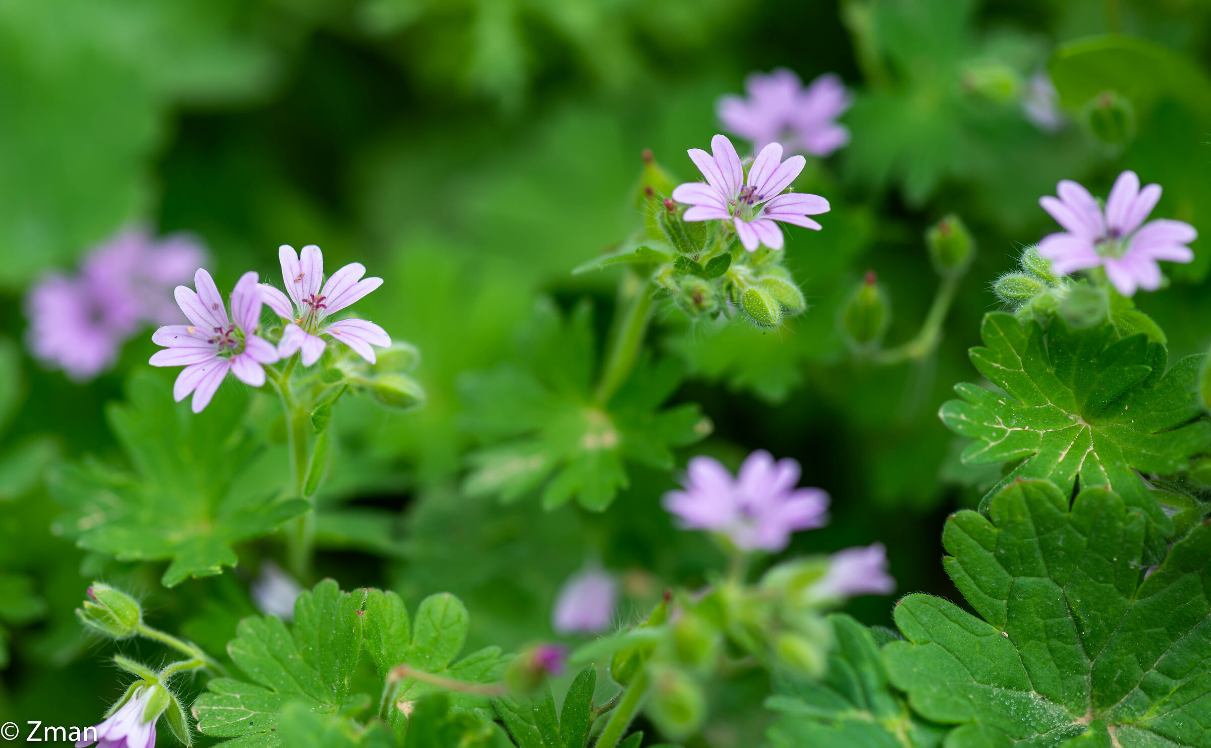 Fiori di colomba della gru