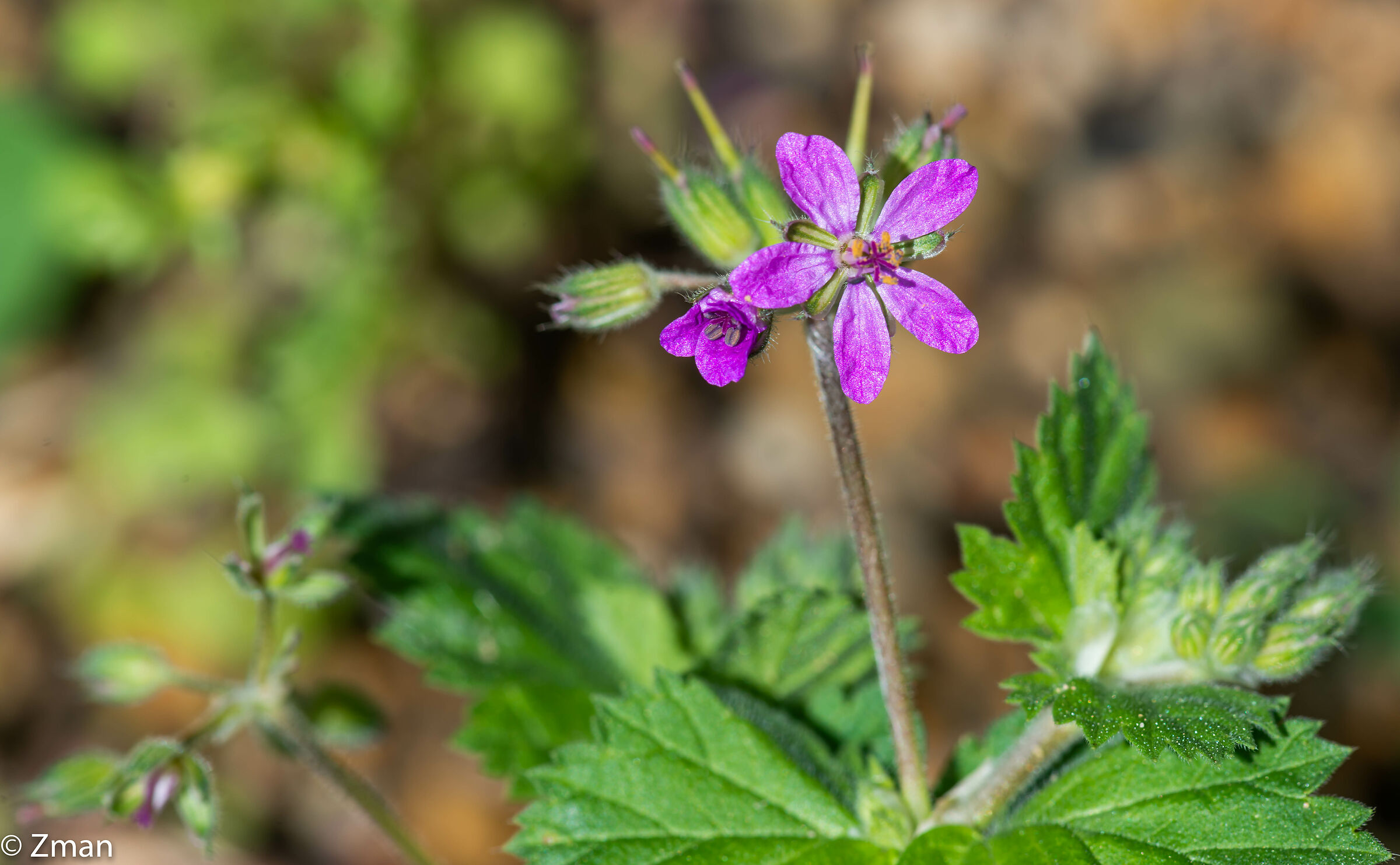 Fiori di Bill della cicogna