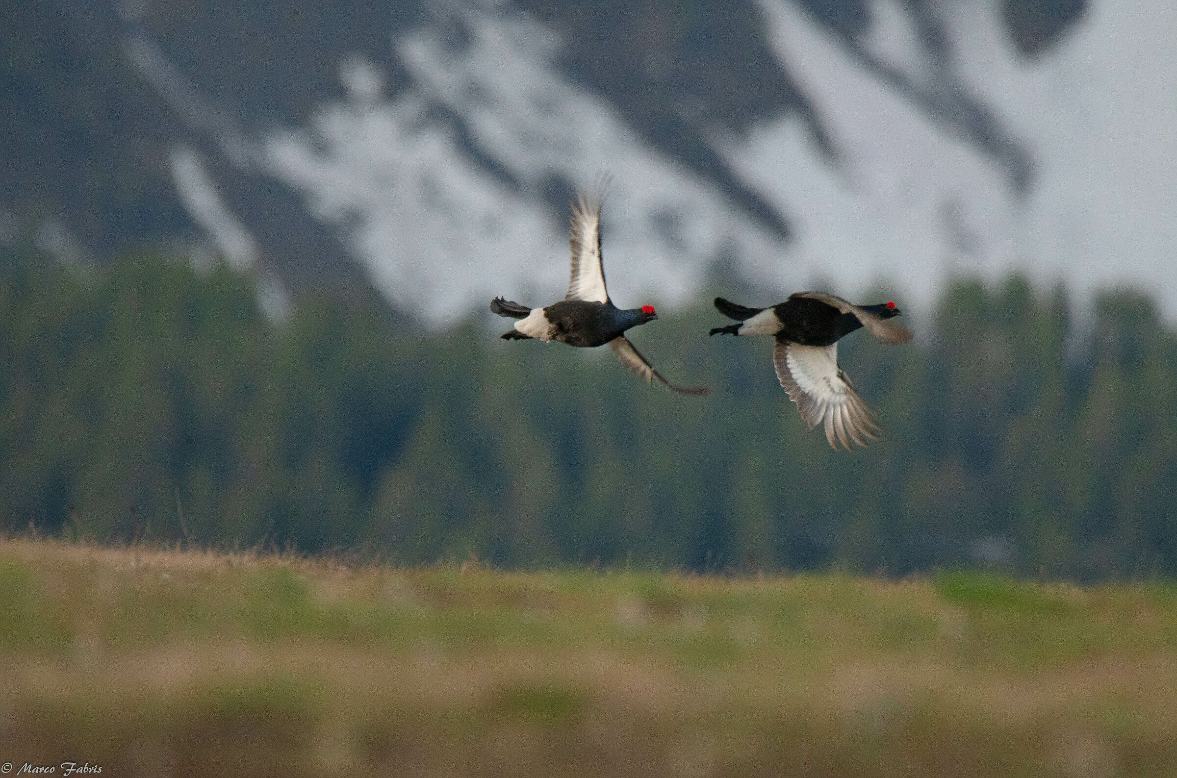 Roosters in flight