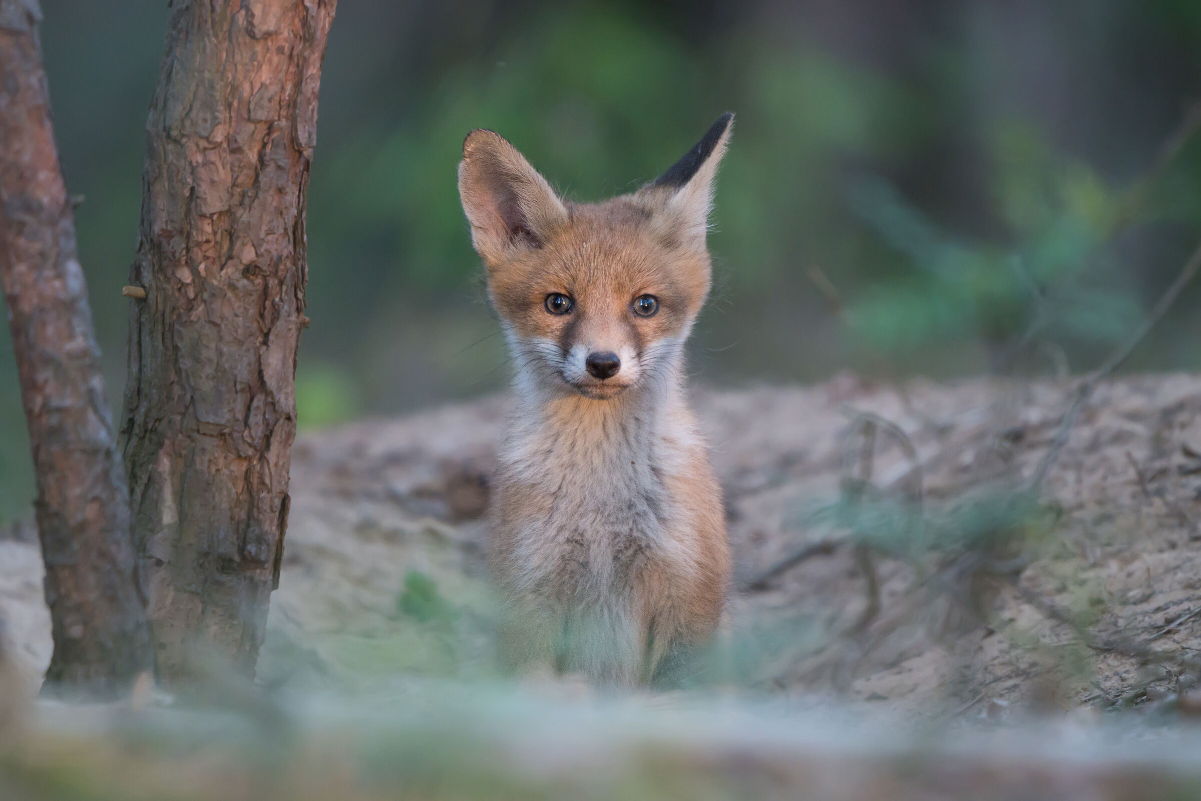 Volpe rossa (Vulpes vulpes)