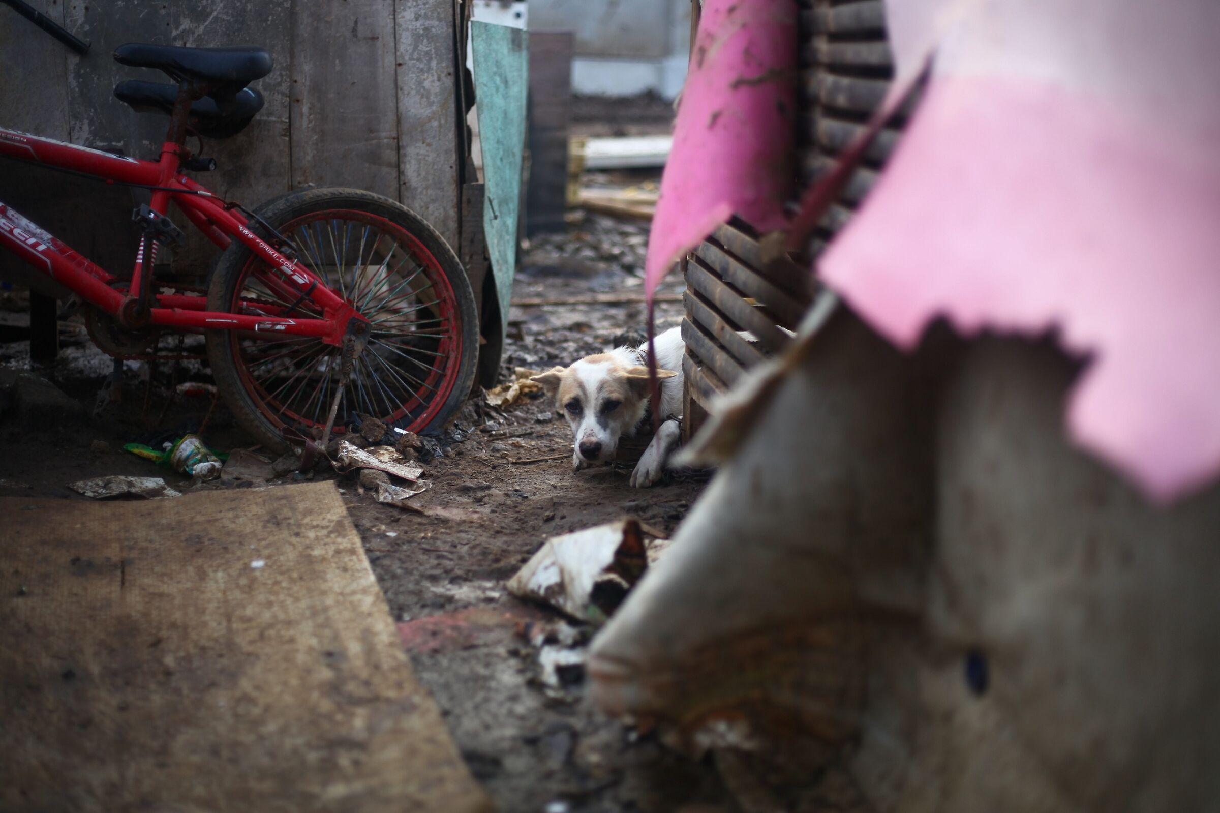 Cane bastonato, bassifondi del porto di Giacarta