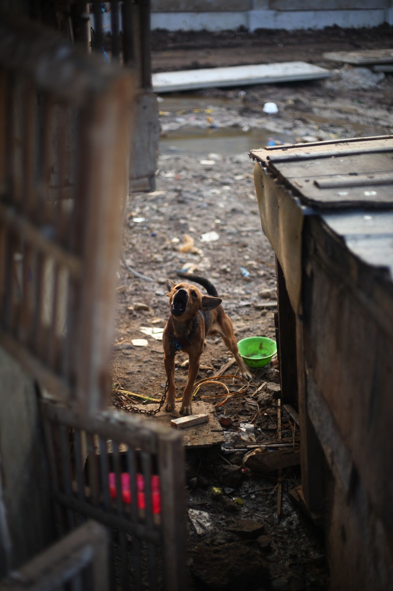 Cane arrabbiato, bassifondi del porto di Giacarta