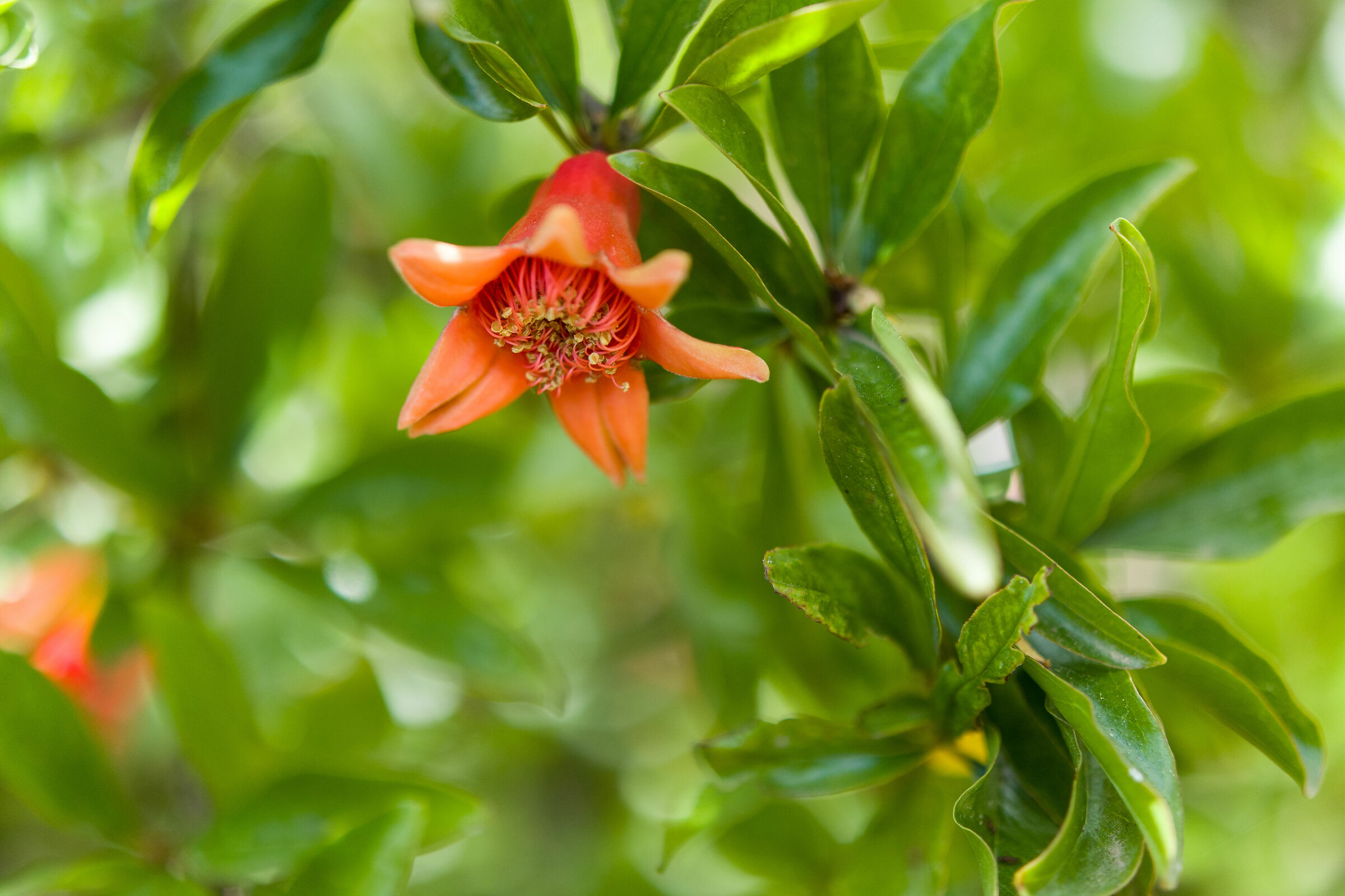 Pomegranate Flower