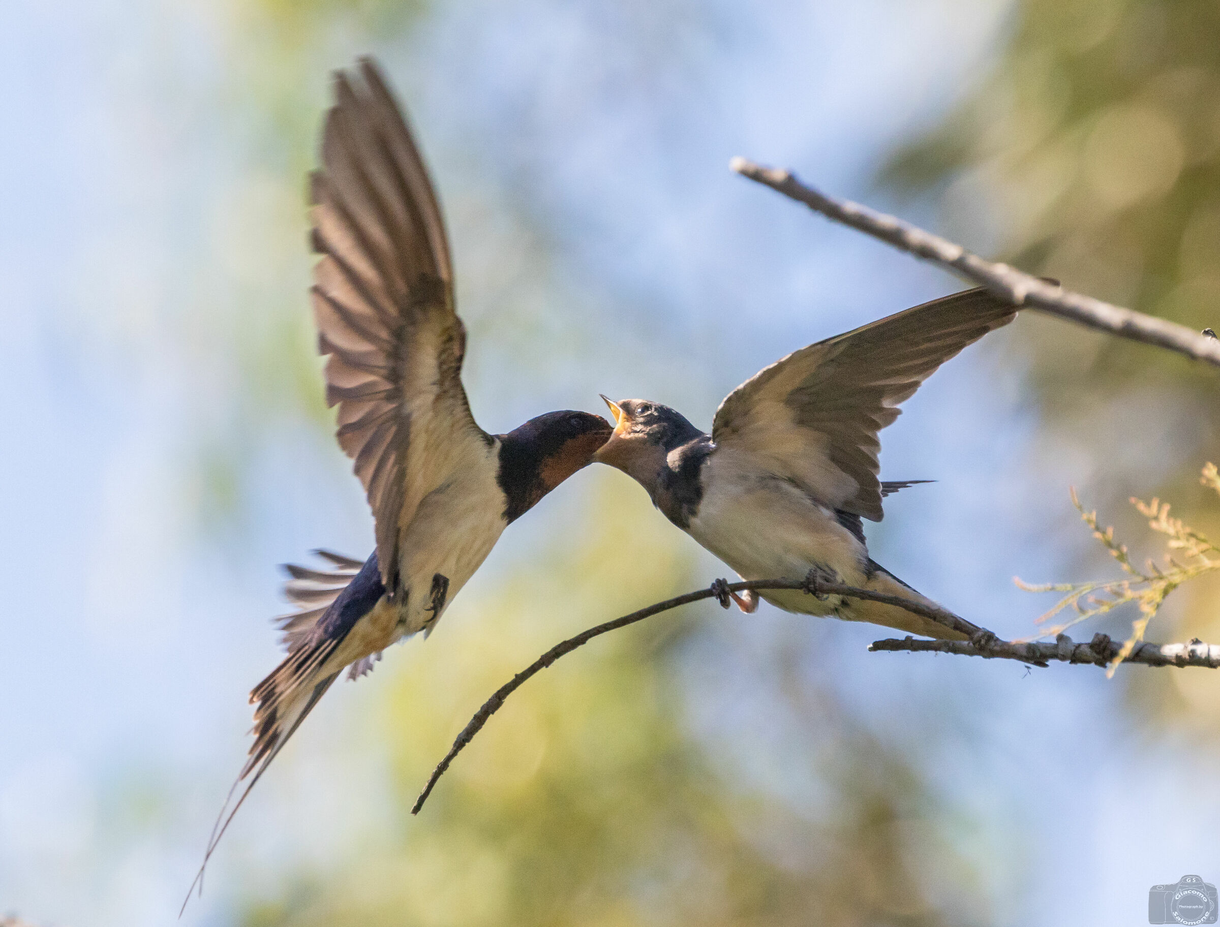 The swallow's imbedding.