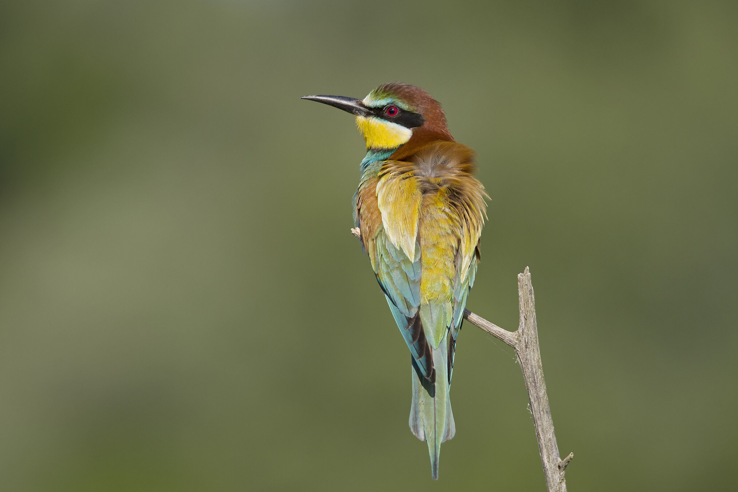 One of this year's hazelnuts
