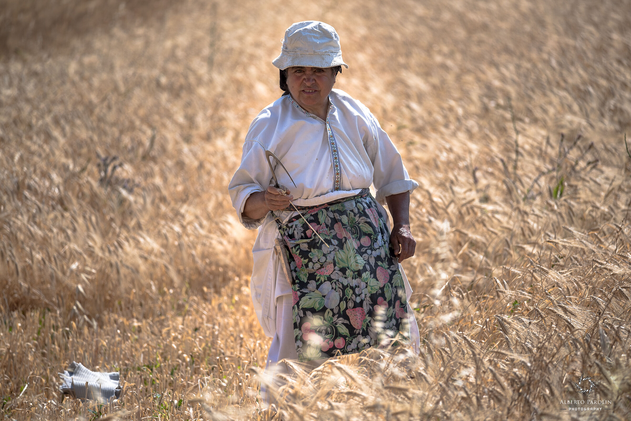 Mietitura del grano - Avlona
