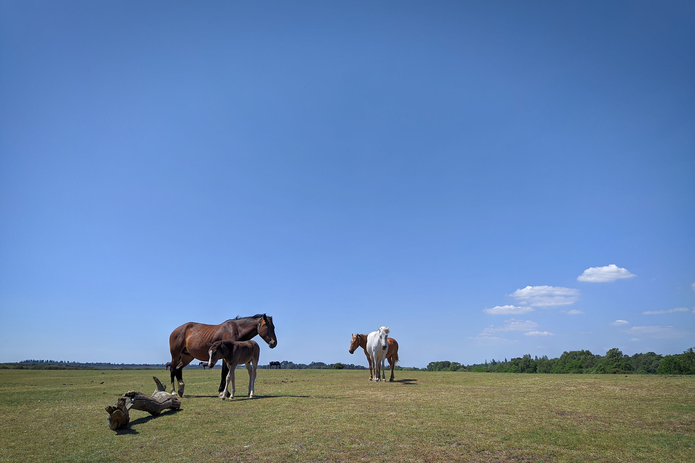 New Forest Ponies