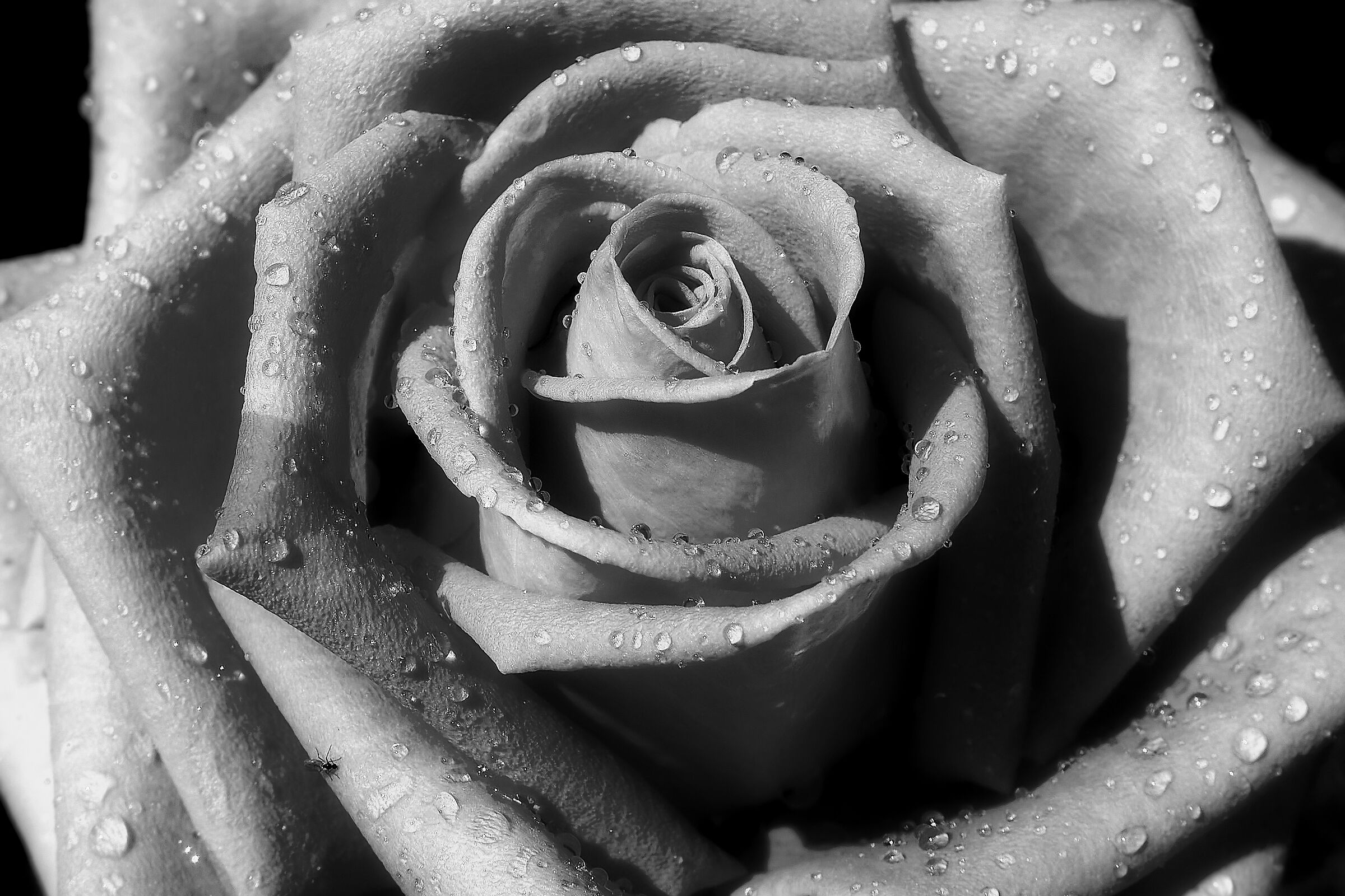 Rose B&W