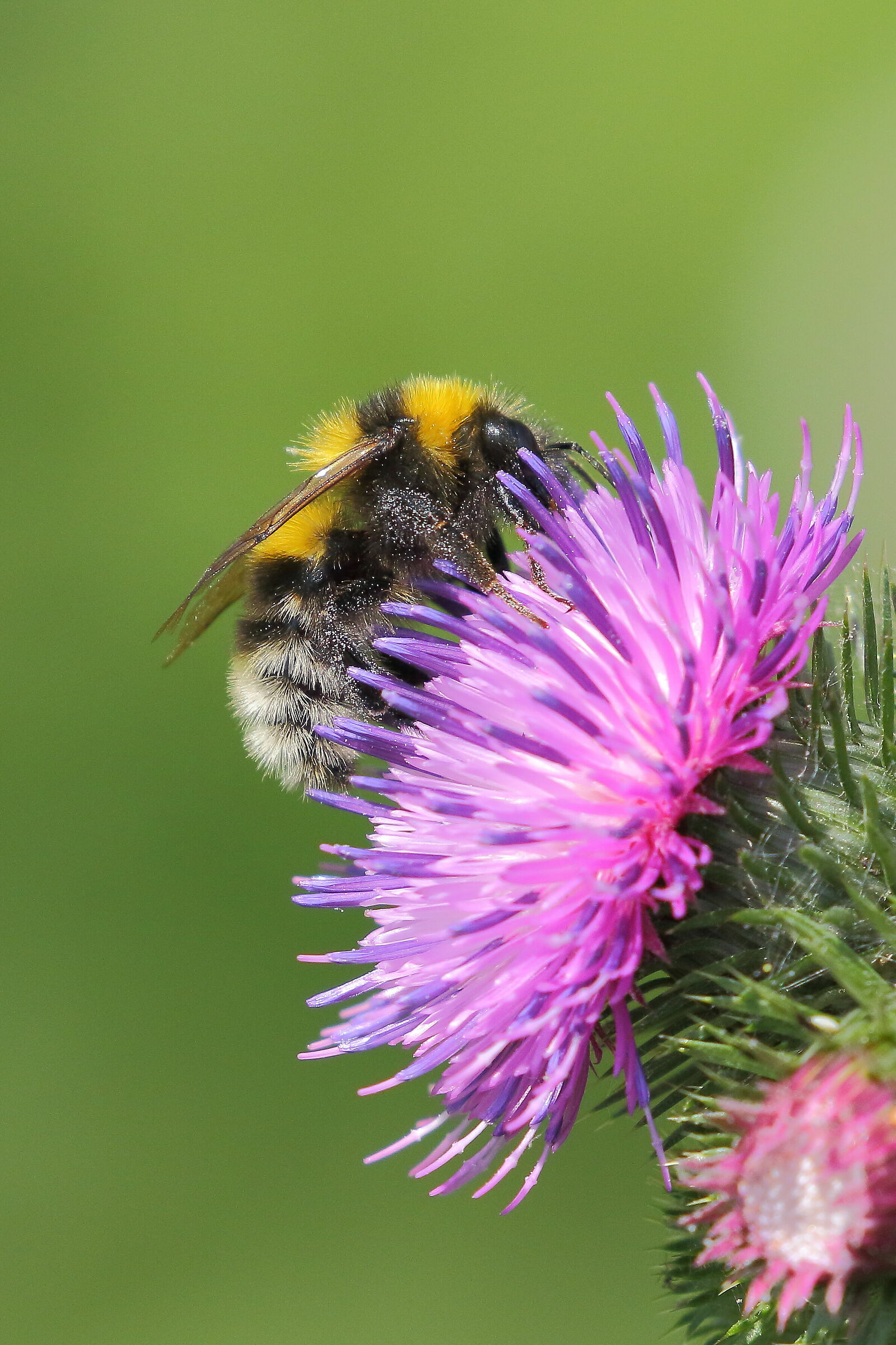 Thistle Flowers