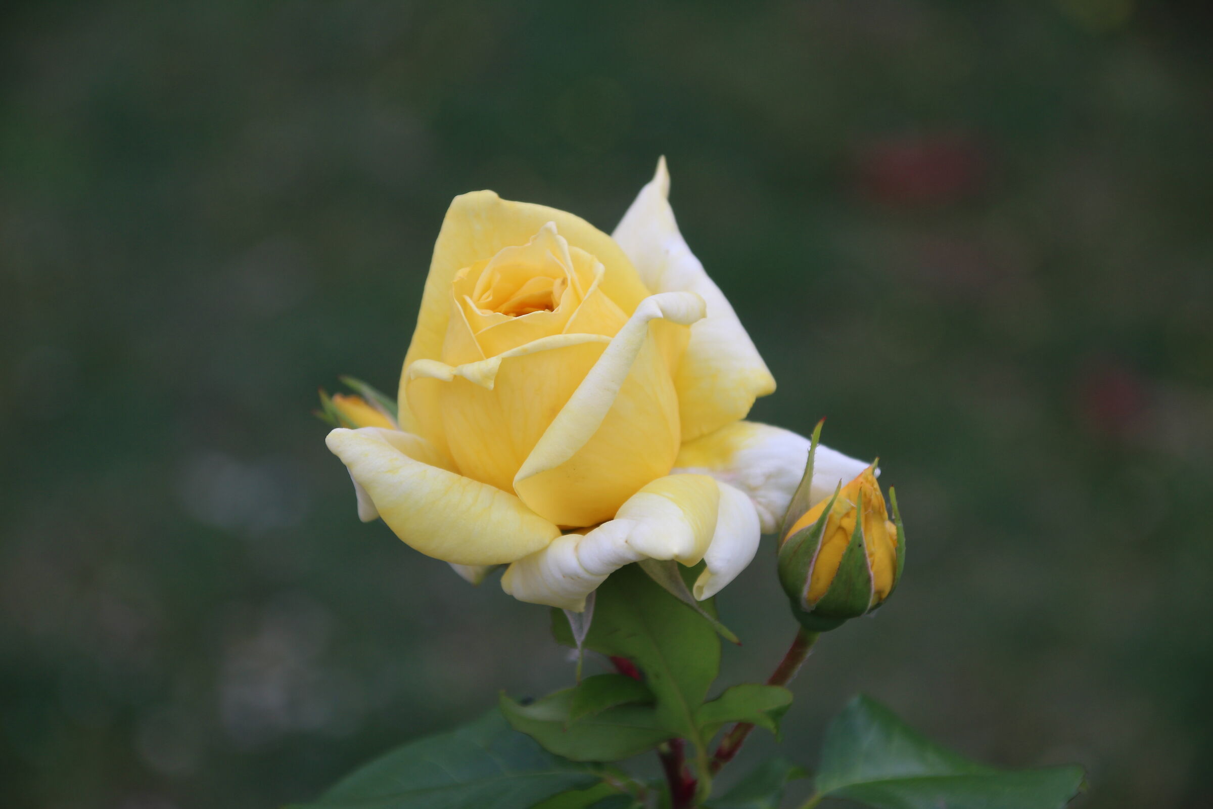 Rosa Gialla