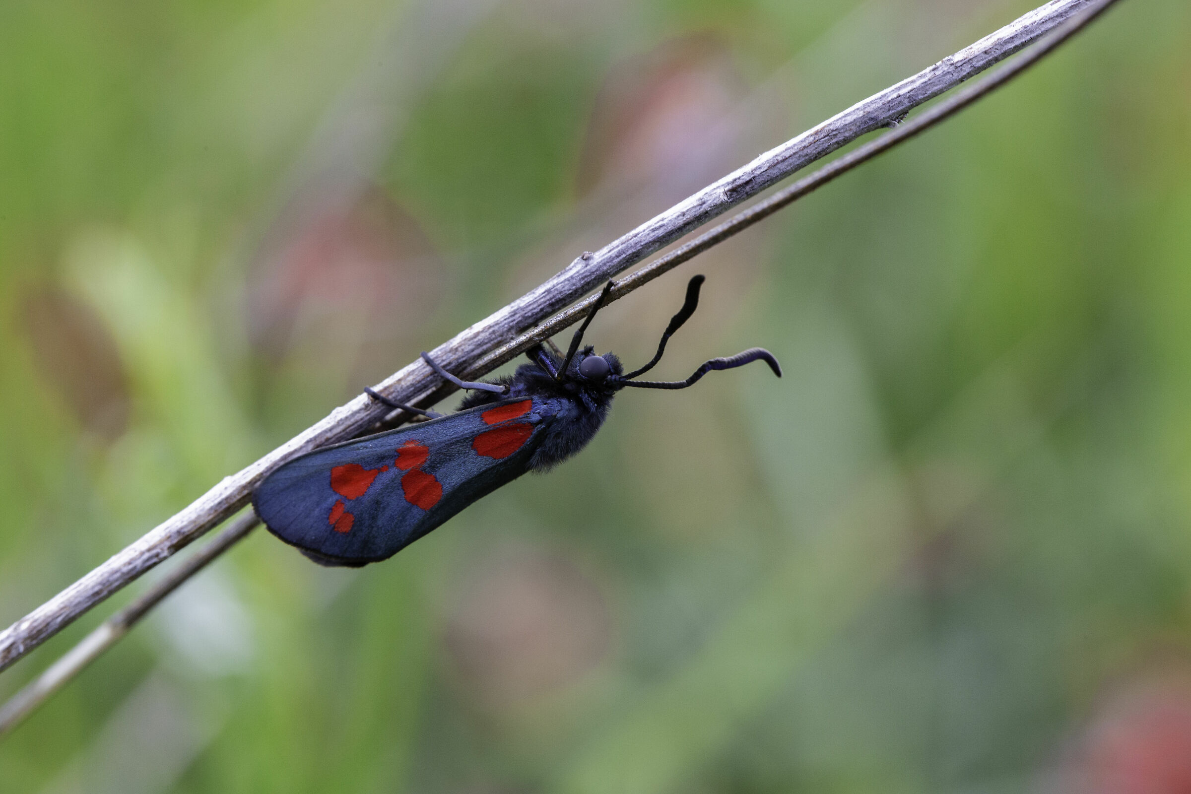 Fantastic bugs and where to find them
