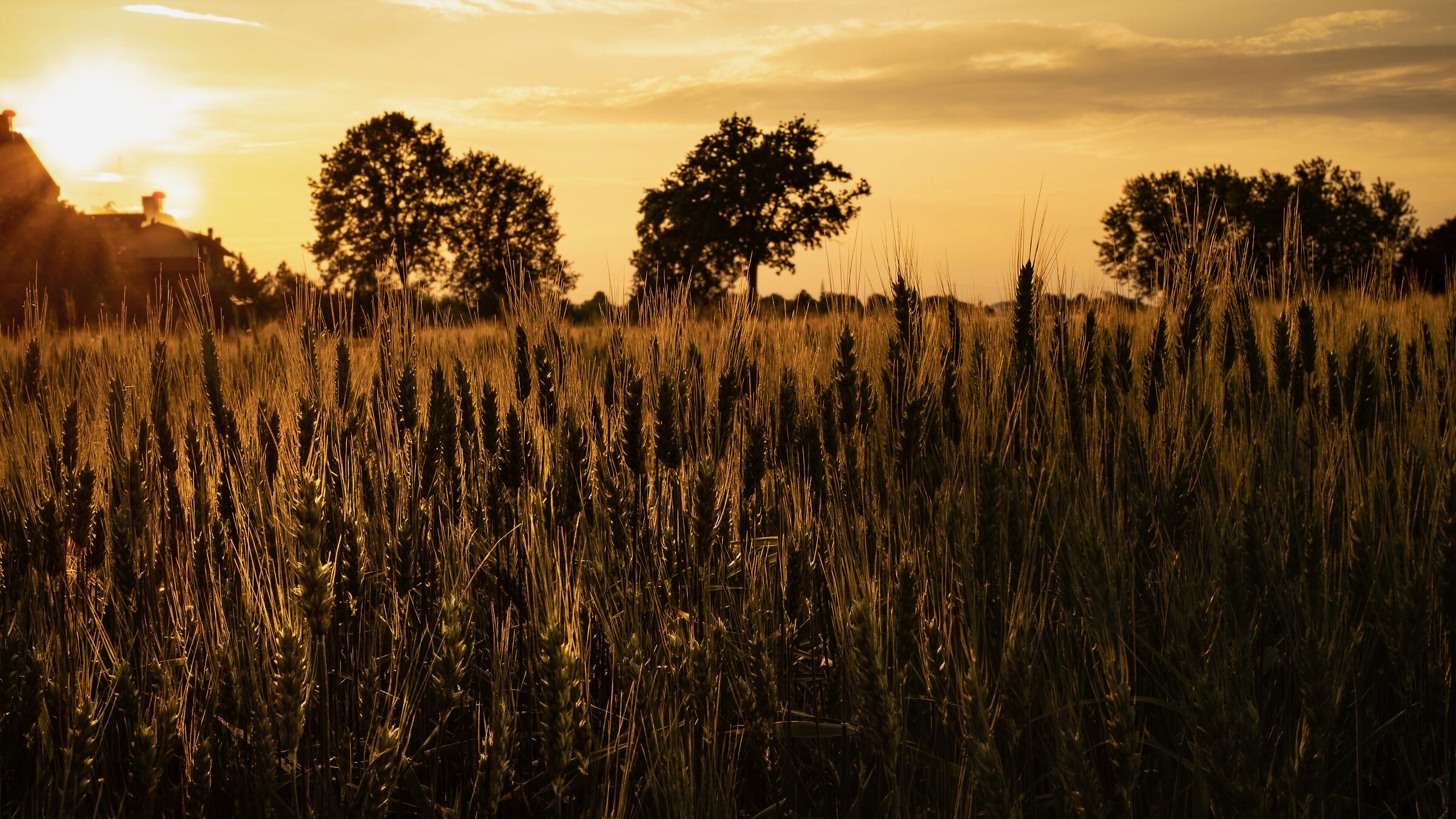 tramonto sul grano